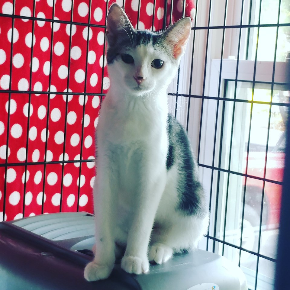 Bitsie Adopted August 2019