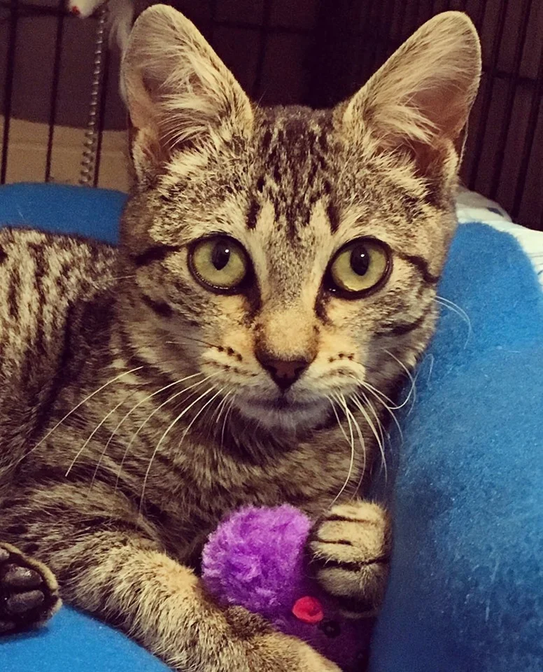 GREAT NEWS!!! Tabitha is Adopted!