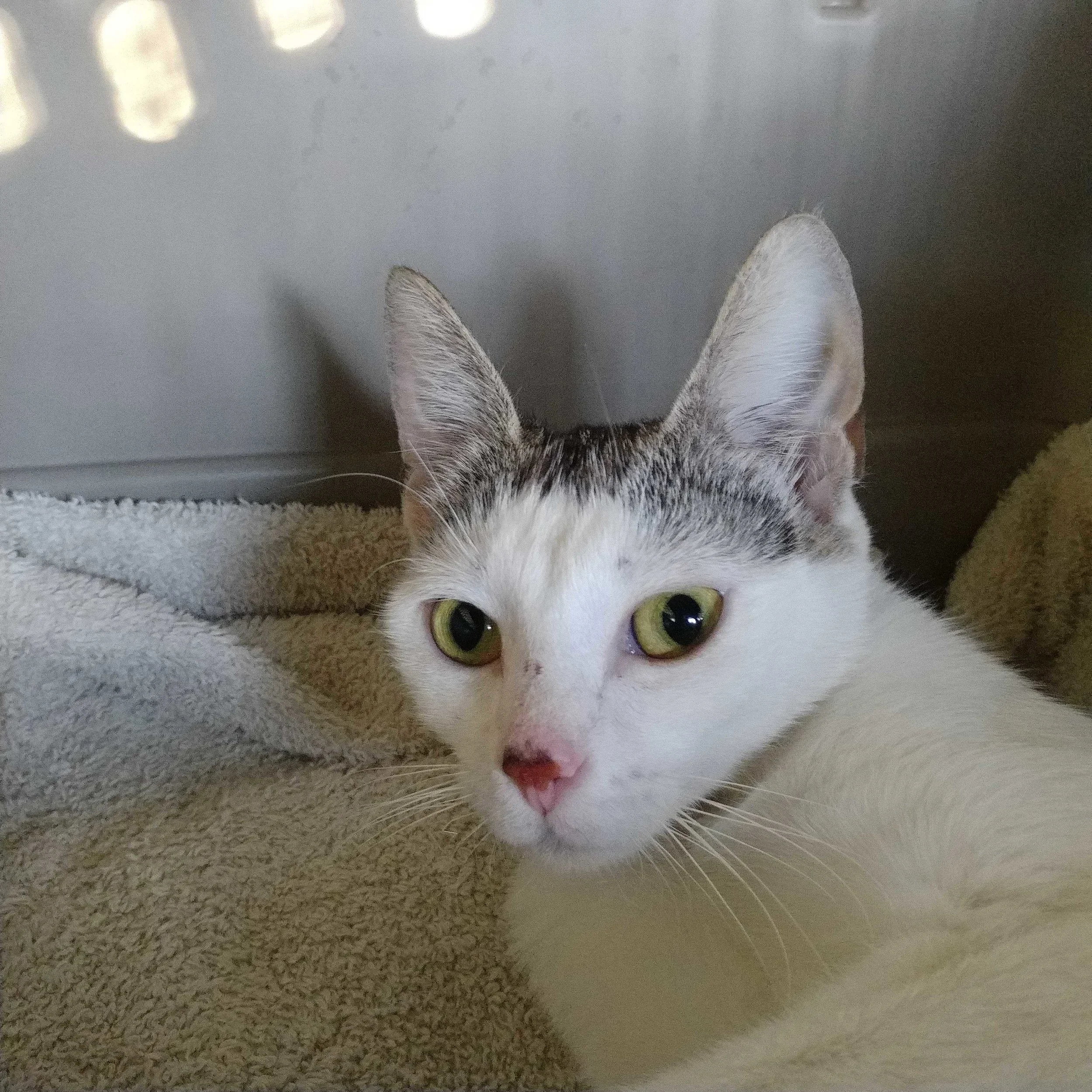 GREAT NEWS!!! Grace, Nellie and Charlotte are Adopted!