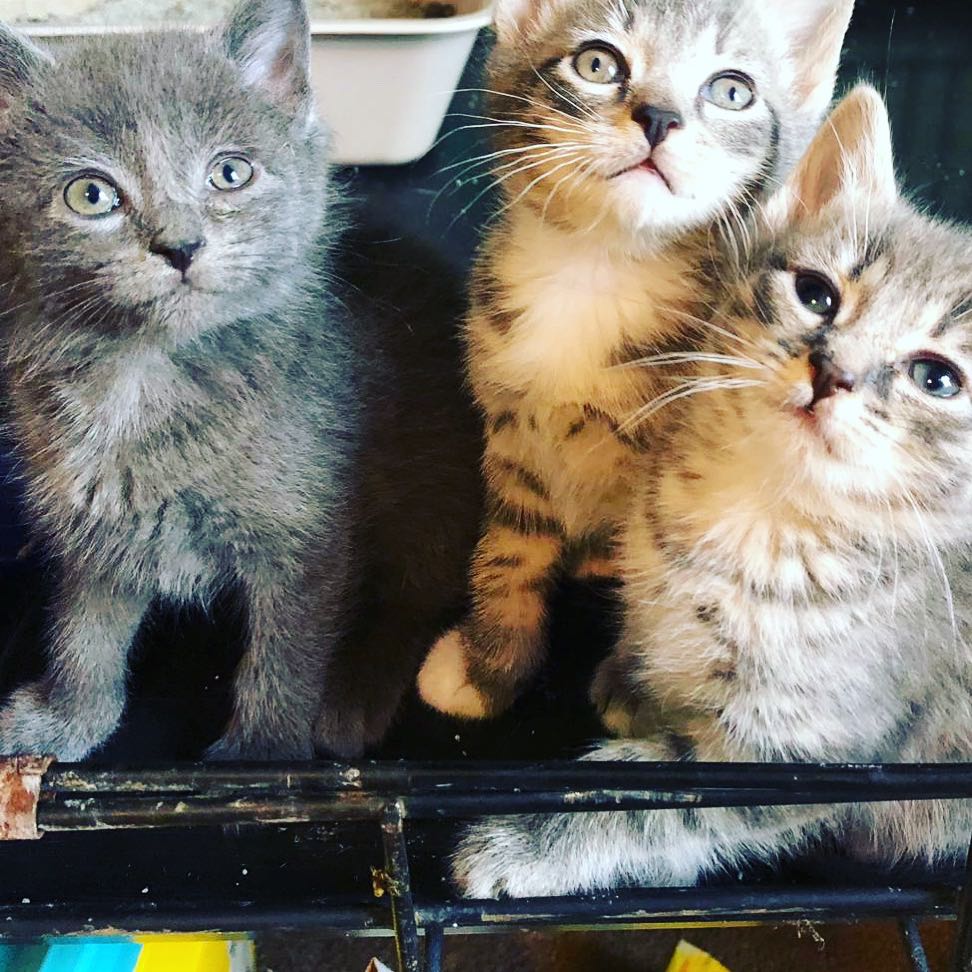Arya, Tyrion, Daenerys Adopted August 2019
