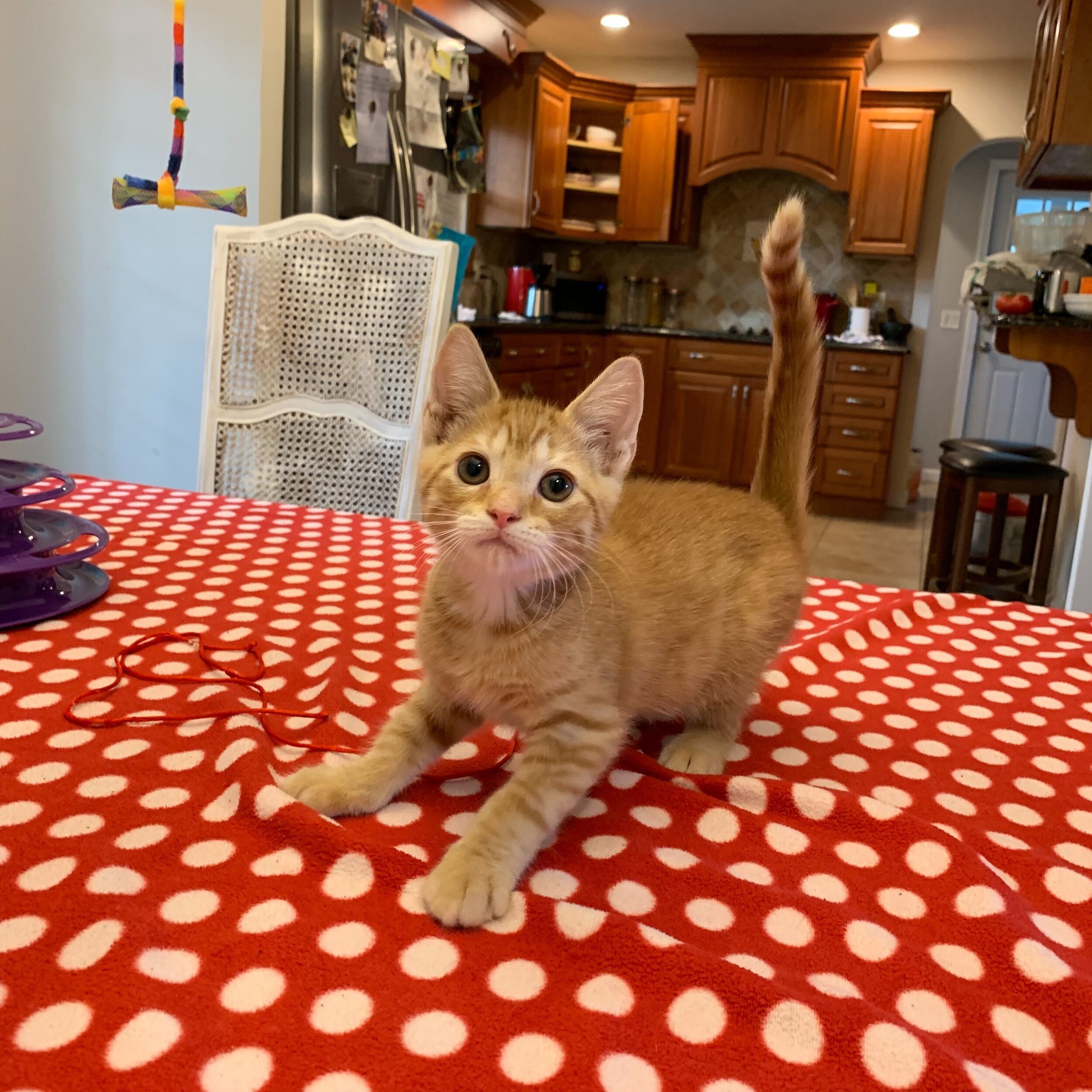 Cheddar Adopted October 2019