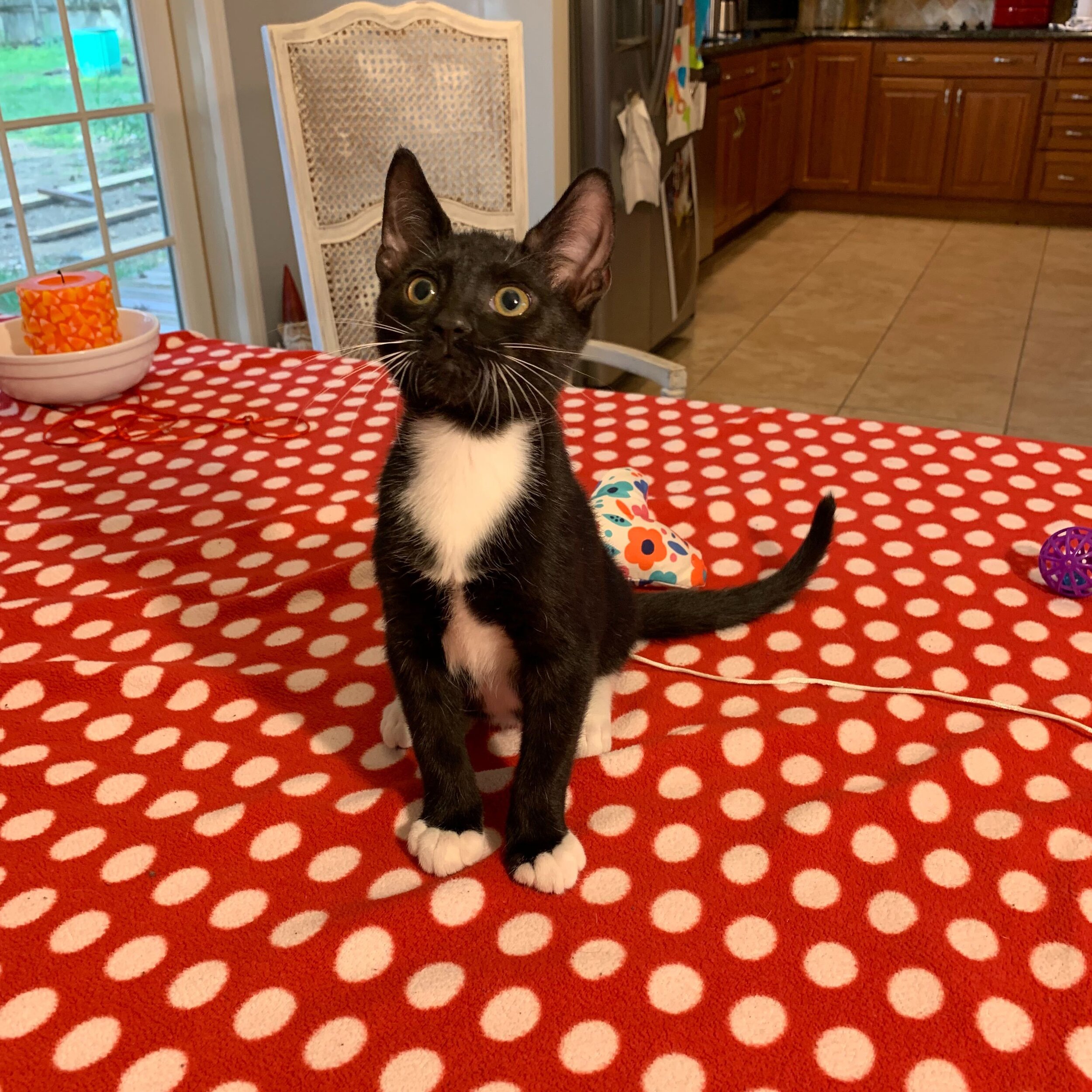 Orca Adopted October 2019