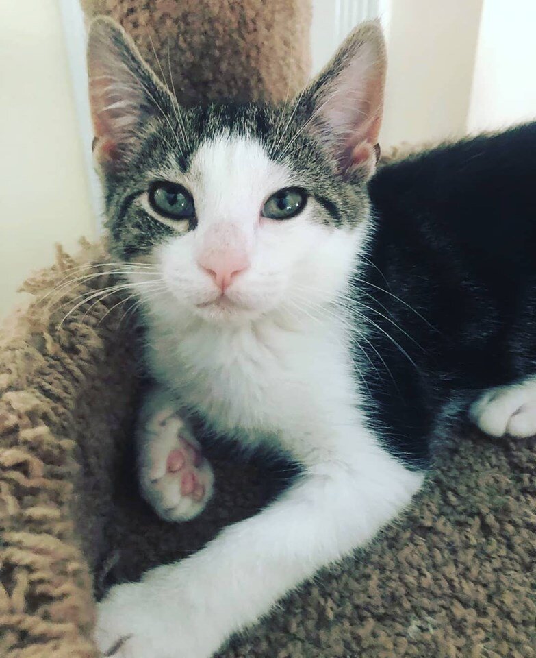 Adam Adopted August 2019