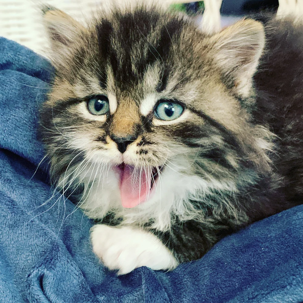 Foster Sponsorship — Northport Cat Rescue