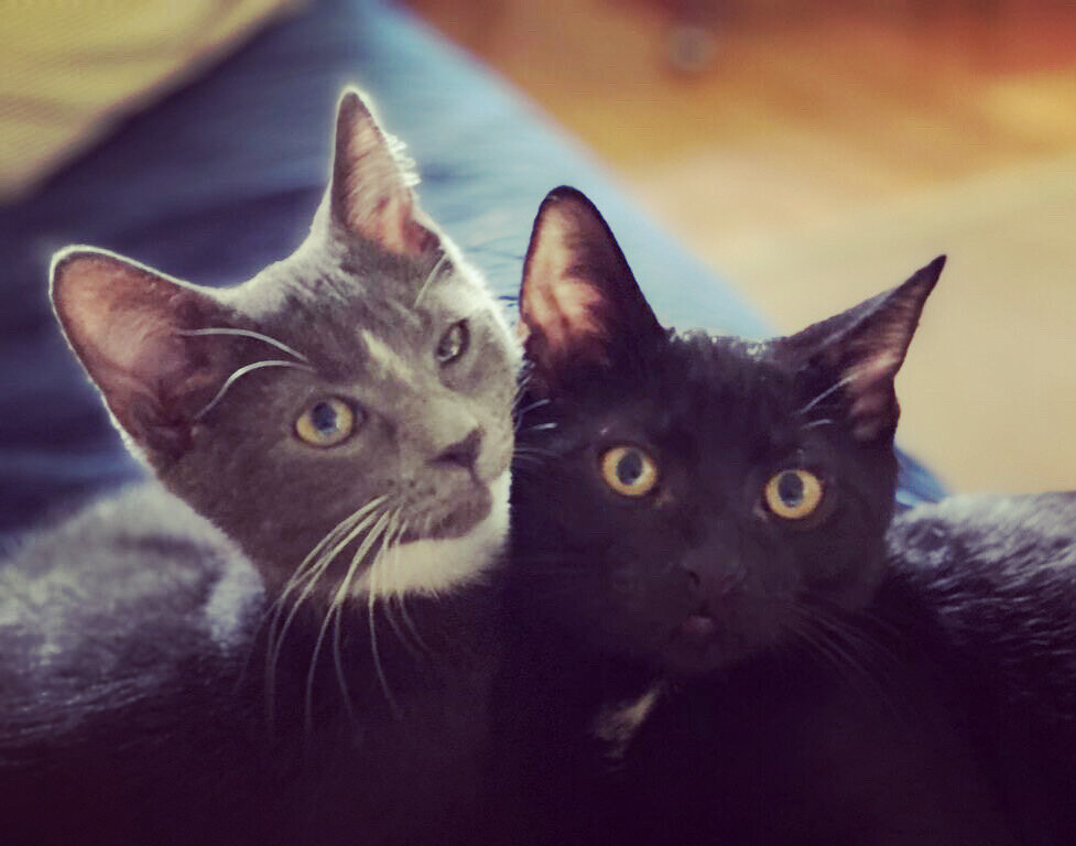 Aston &amp; Bentley  Adopted August 2020