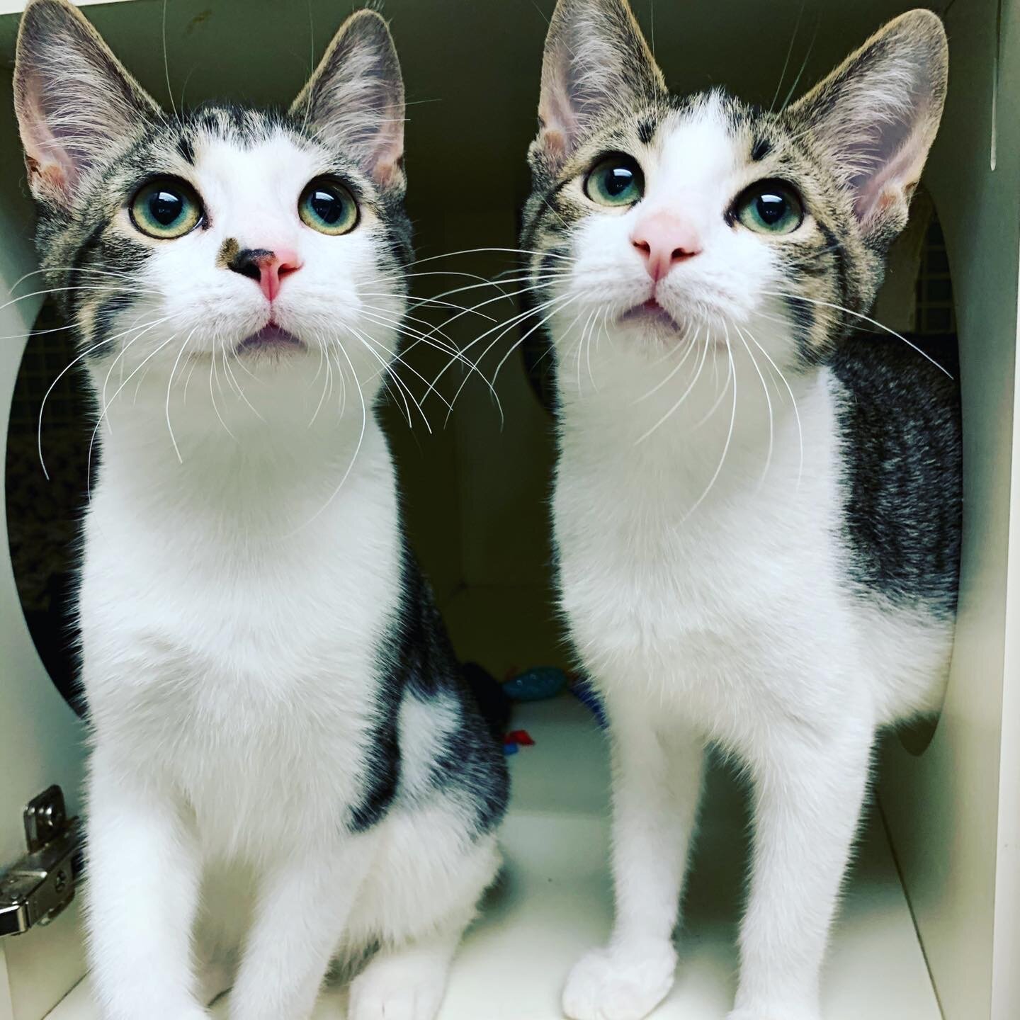 Lancelot and Arthur Adopted October 2020