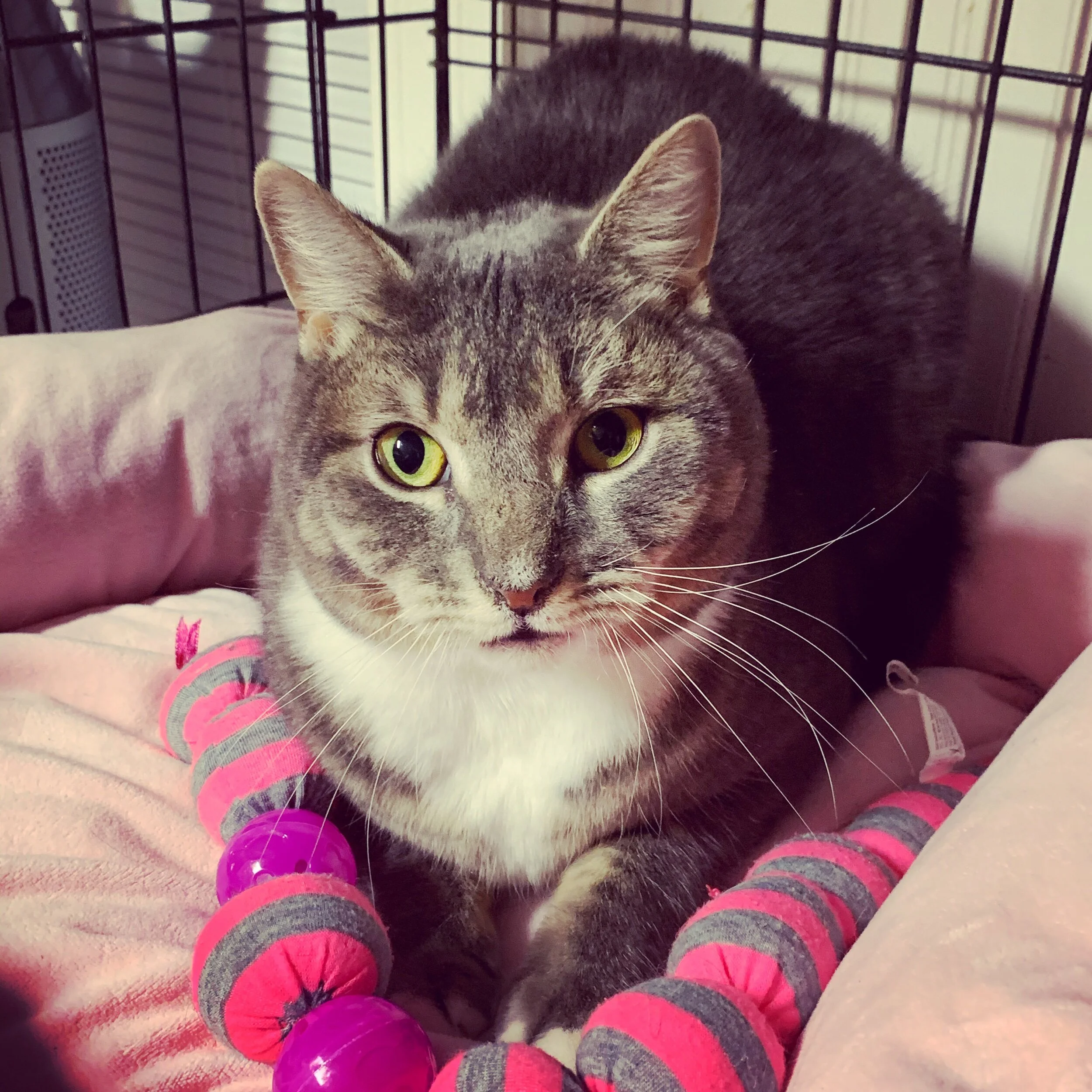 All About Cash the Snuggle Bug