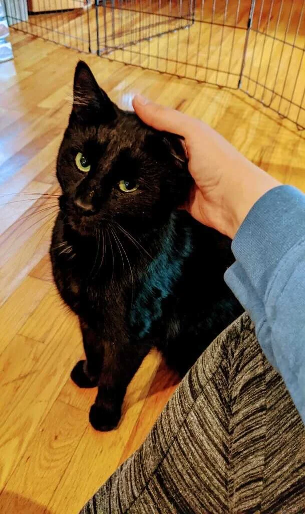 Bubbs Adopted January  2021 (Copy)