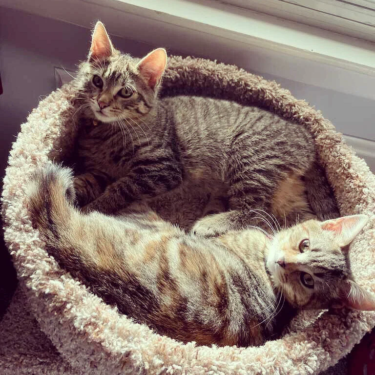 Lilo &amp; Stitch, Ready For Adoption At Last