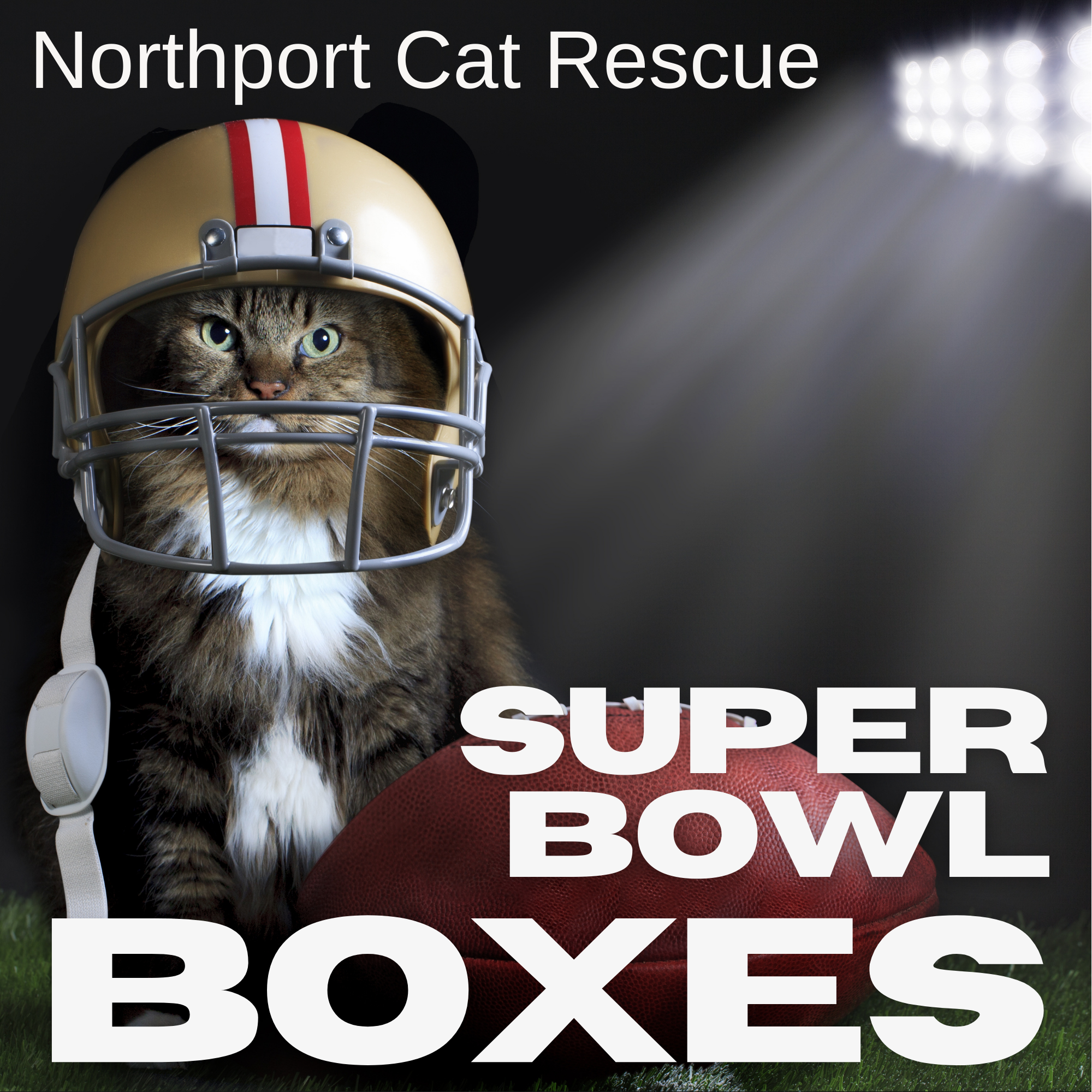 Northport Cat Rescue Super Bowl Box Draw