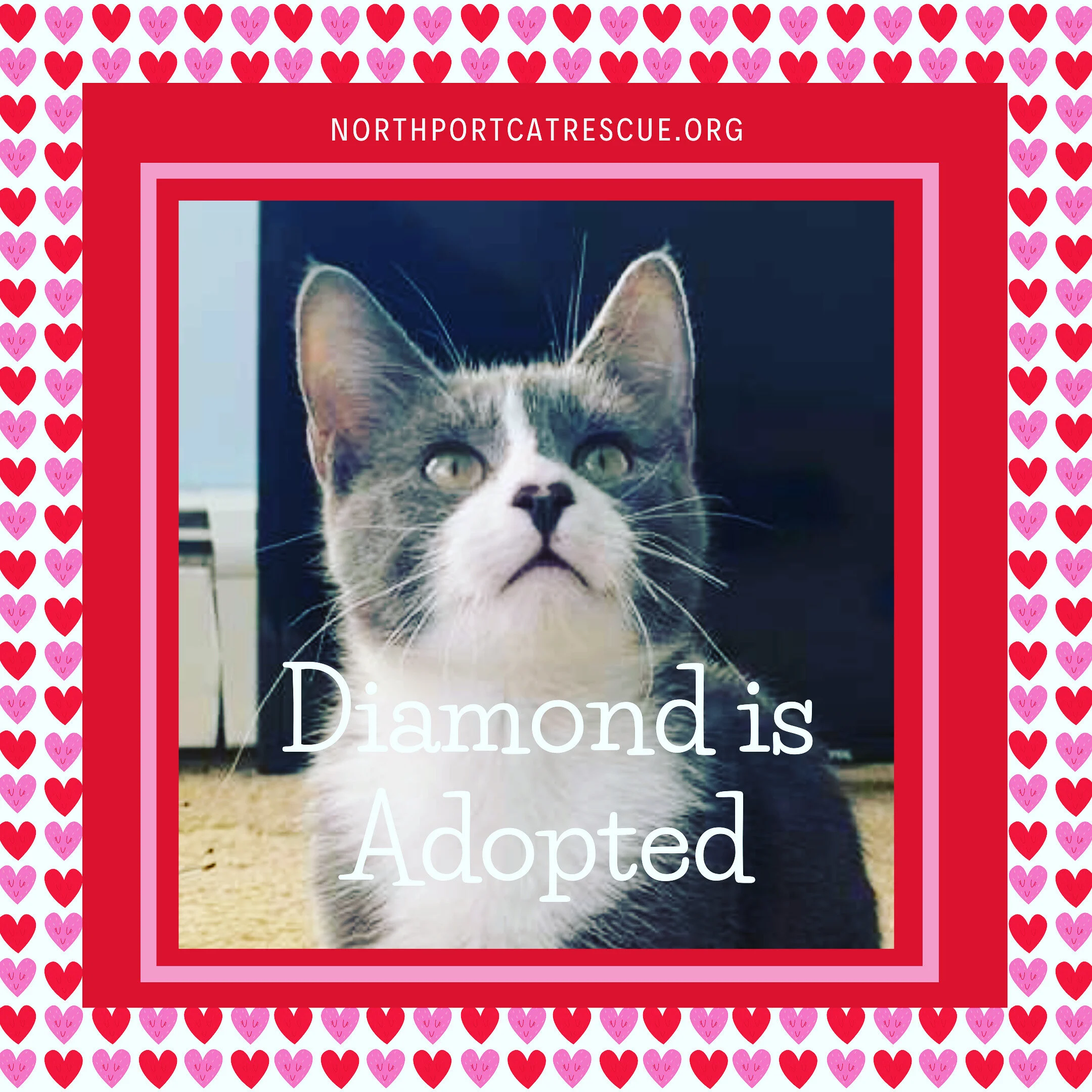 Happy Tails! Diamond is Adopted!