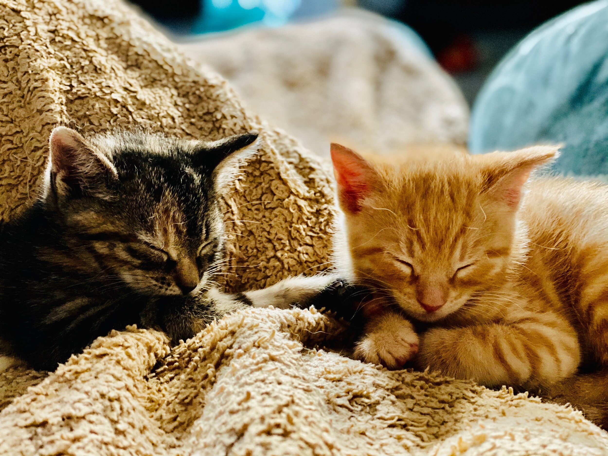 Linus & Lucy Adopted January 2021 (Copy)