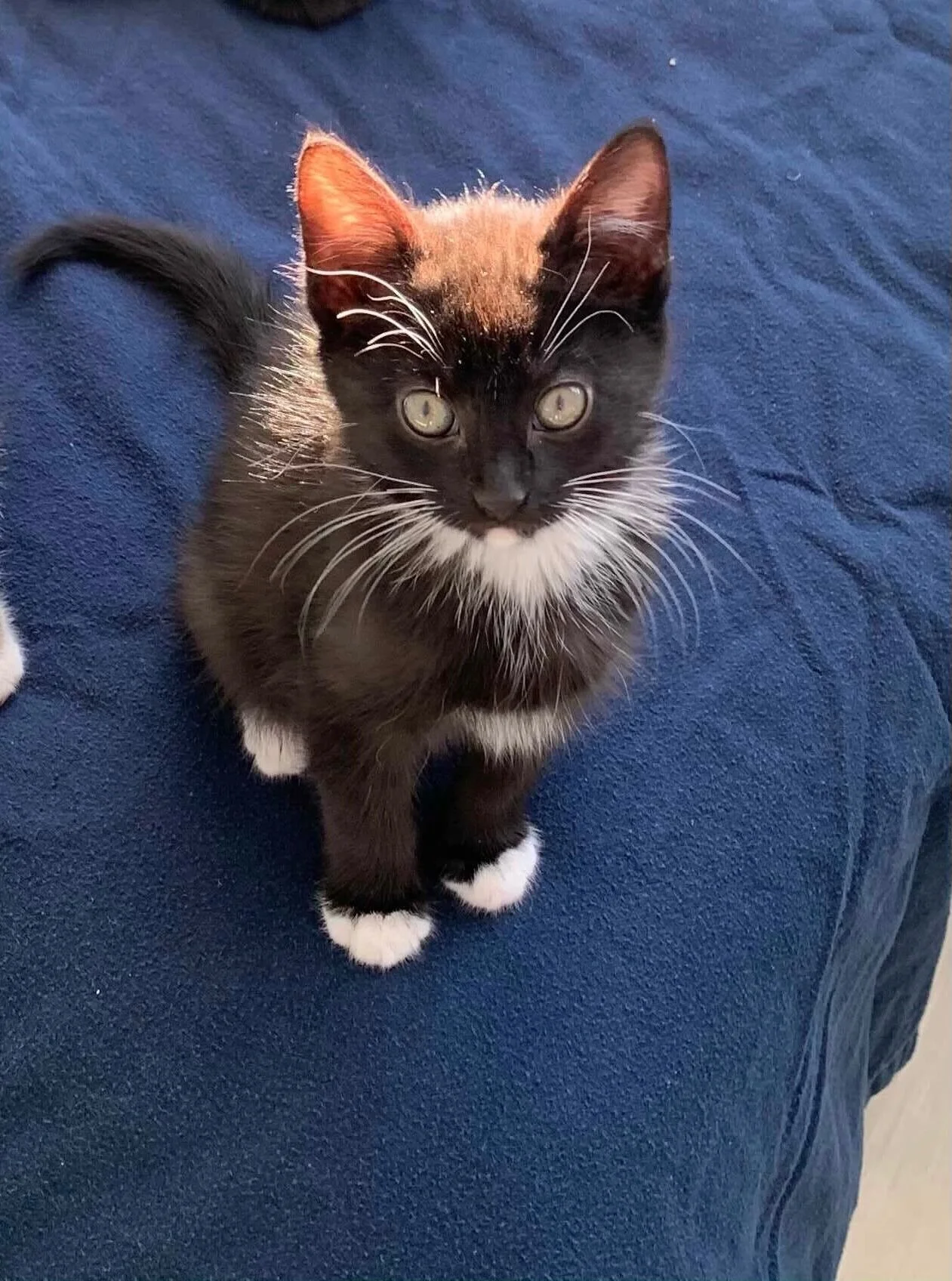 Fall Adopted April 2021 (Copy)