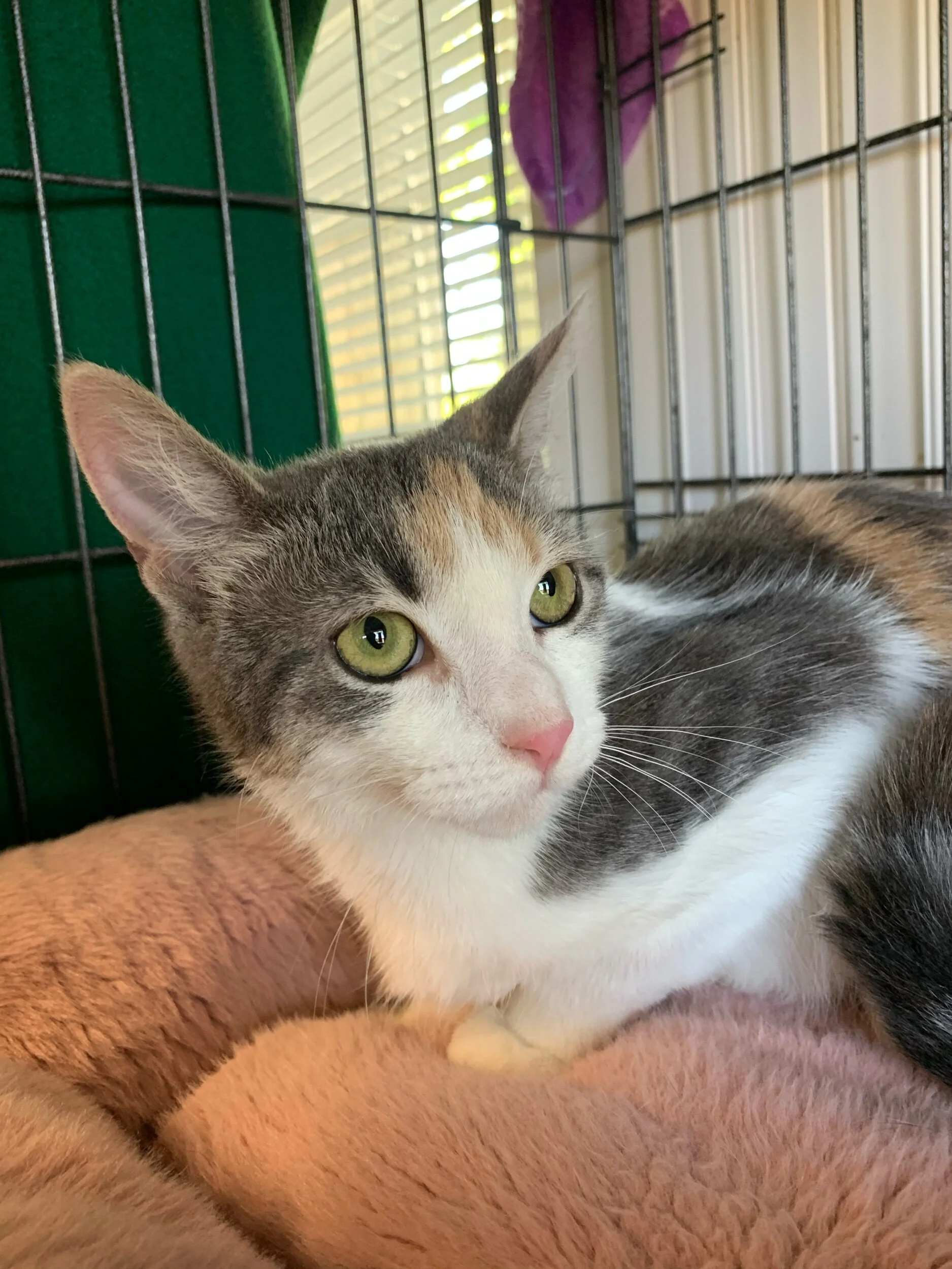 Kekey Adopted May 2021 (Copy)