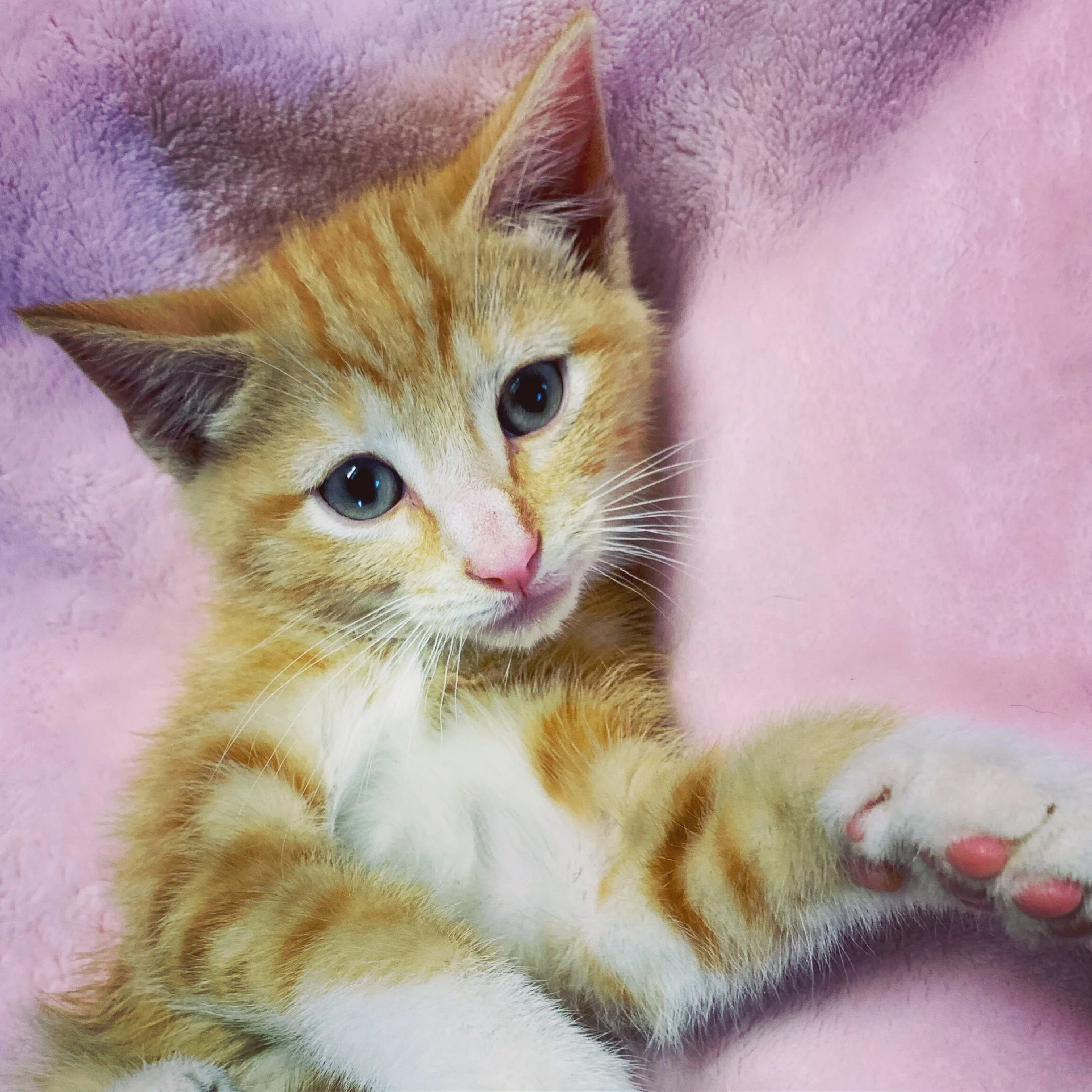 Harry Adopted July 2021 (Copy)