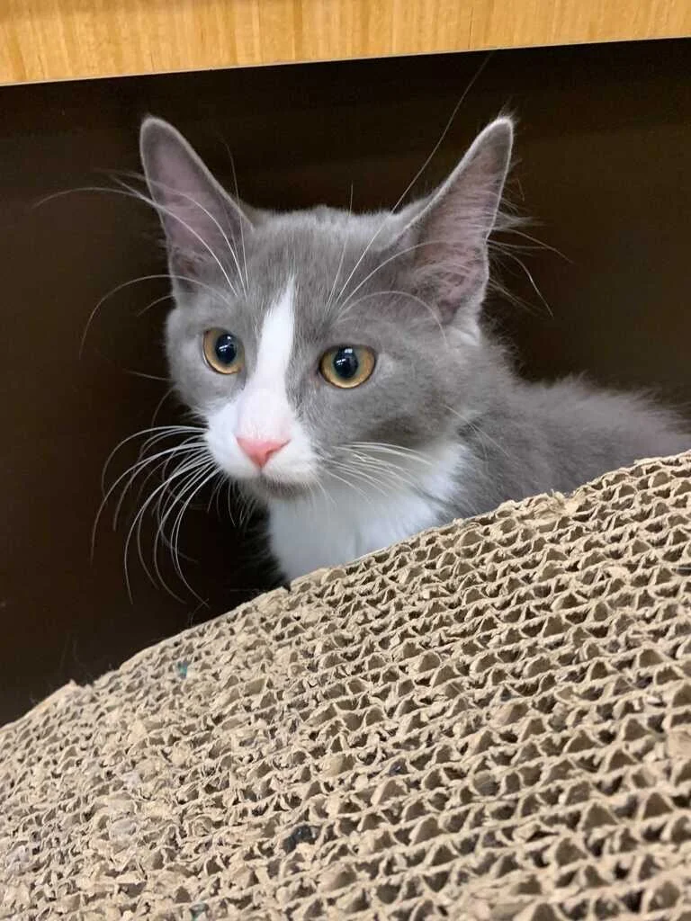 Zulu Adopted August 2021 (Copy)