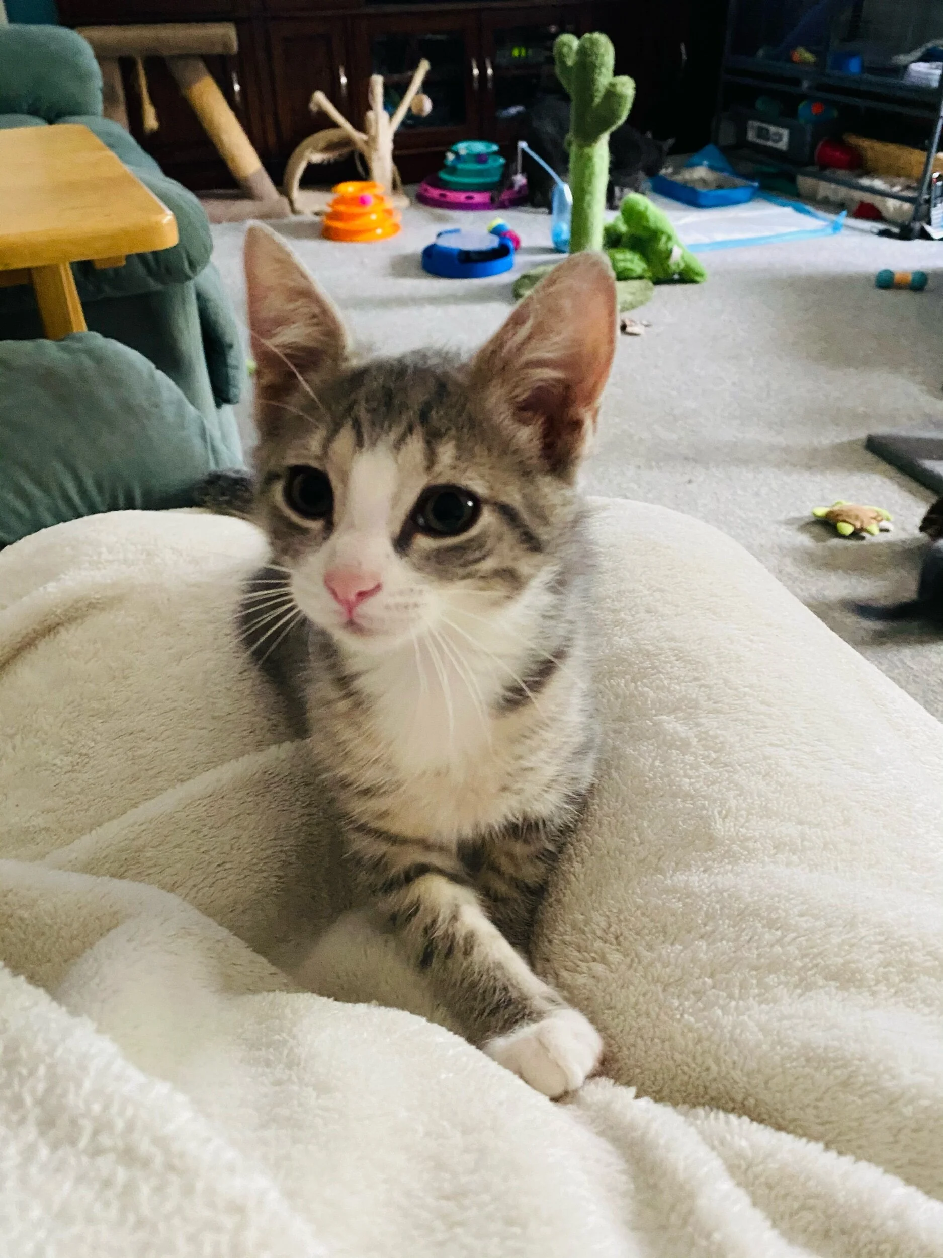 Karev Adopted July 2021 (Copy)