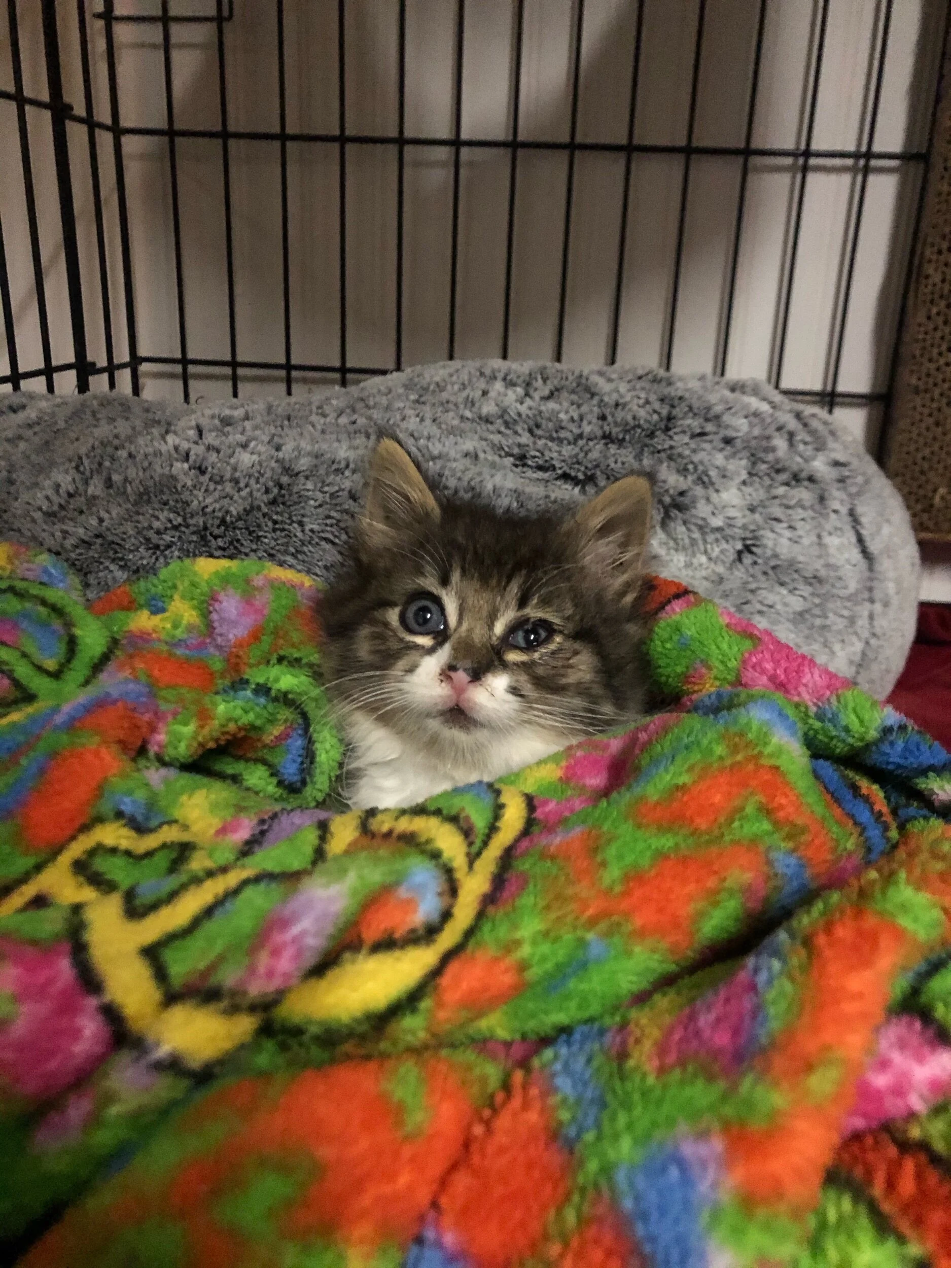 Yoda Adopted June 2021 (Copy)