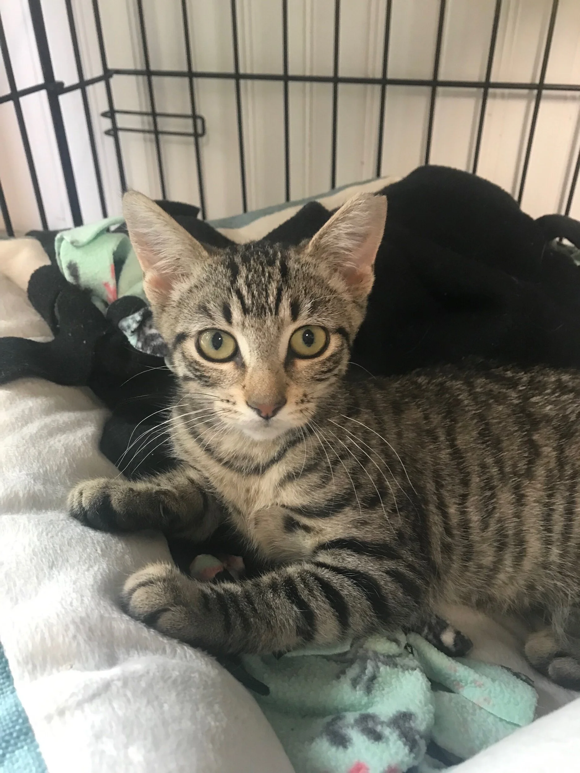 Farina Adopted September 2021 (Copy)