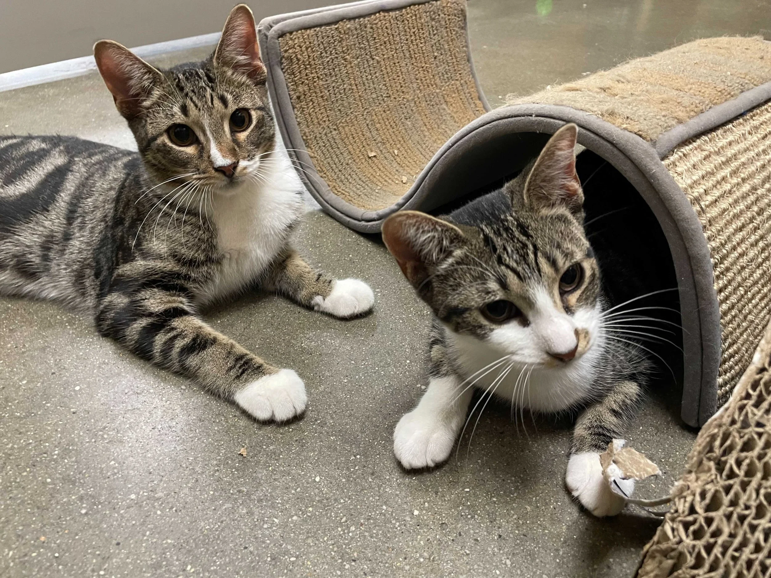 Dill & Lavender Adopted November 2021 (Copy)