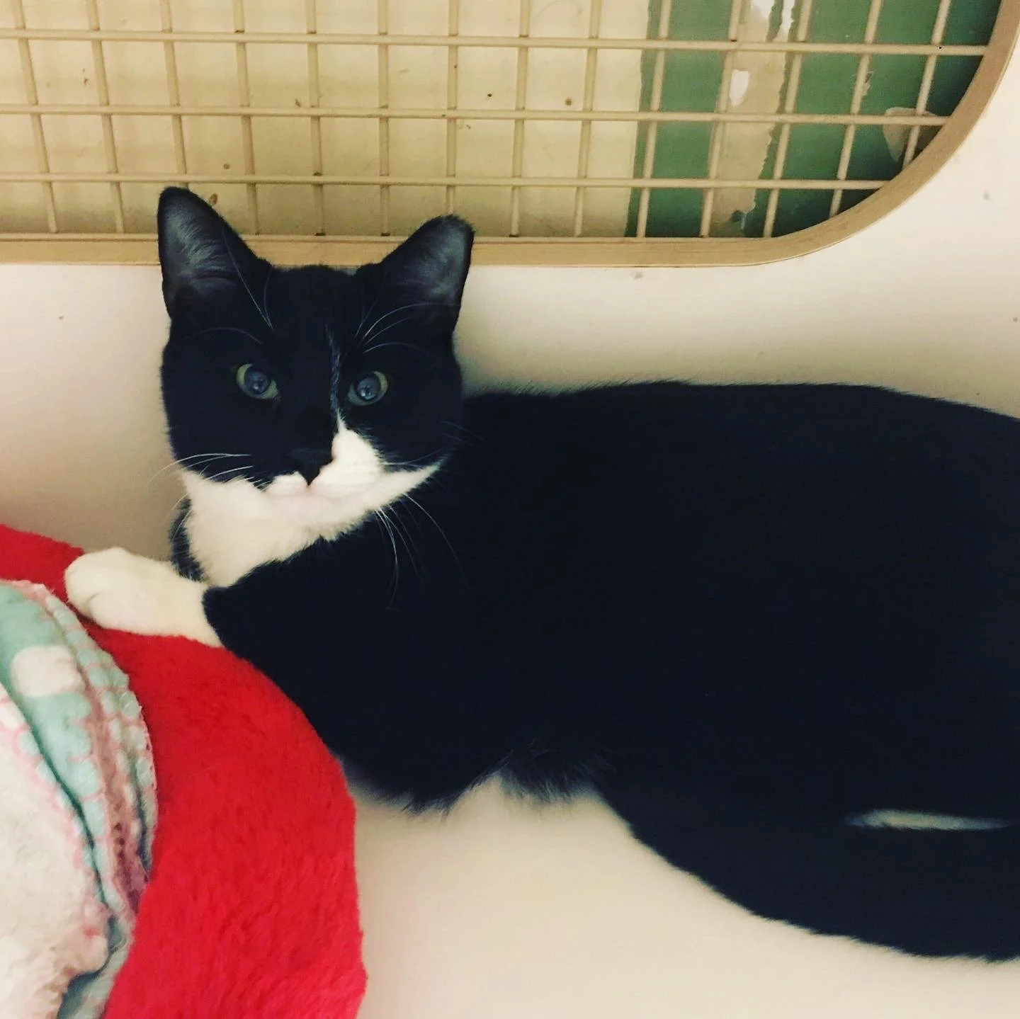 Jaimie Adopted December 2021 (Copy)