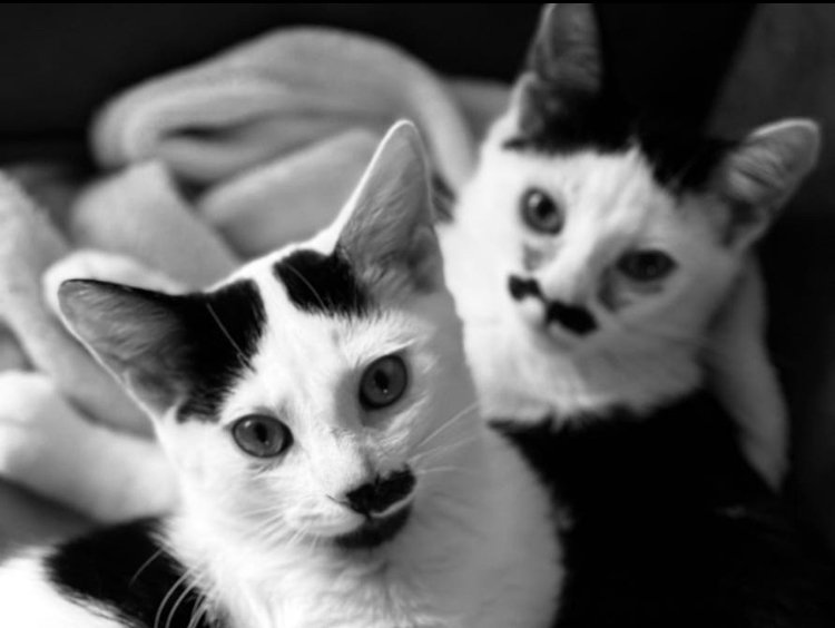 Mustachio & Pustachio Adopted November 2021 (Copy)
