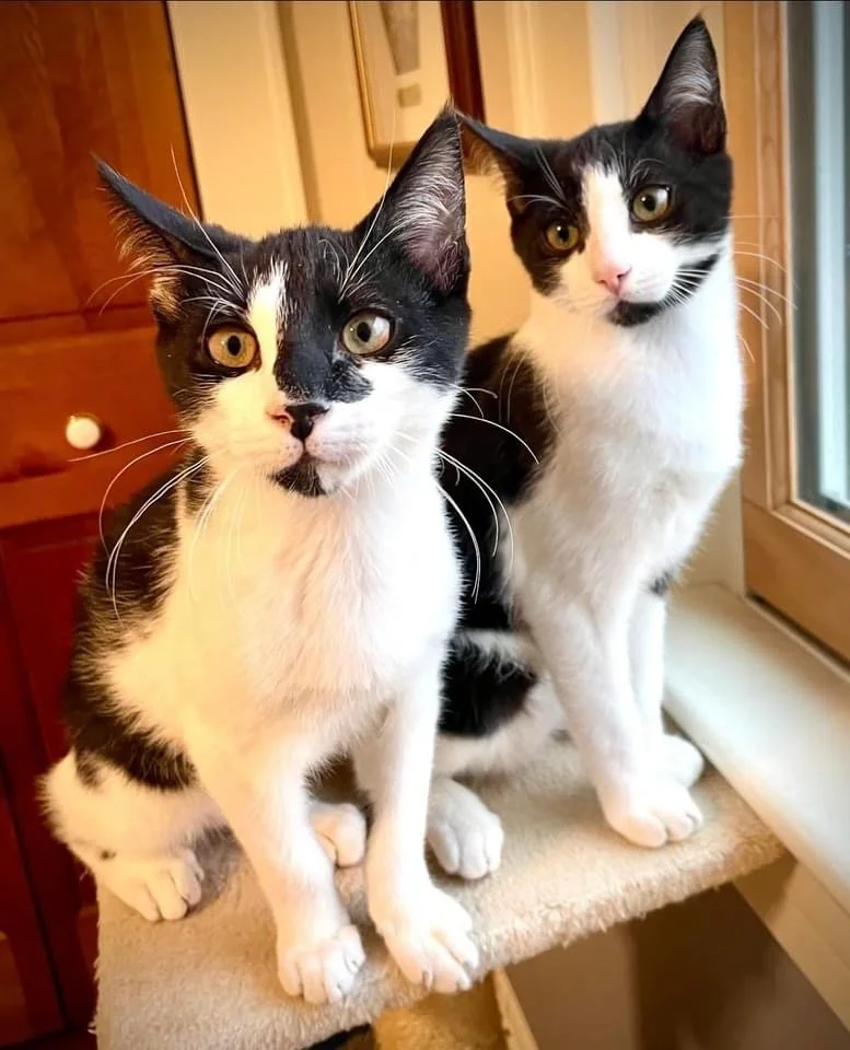 Happy Tails! Lovebug & Star are adopted!