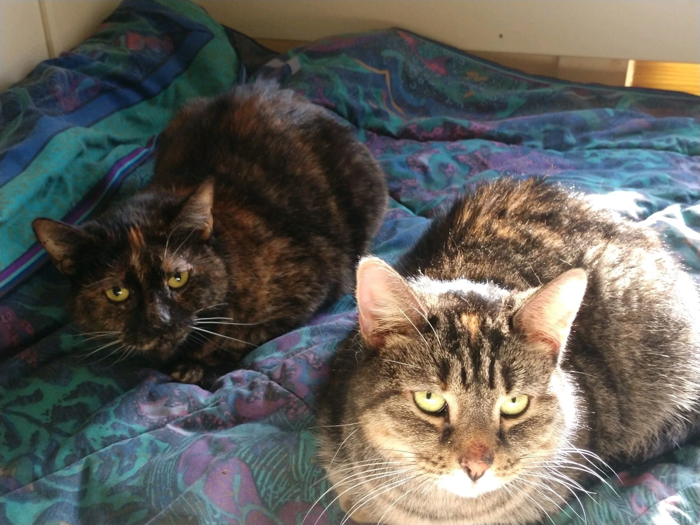 The arrival of Minnie & Daisy