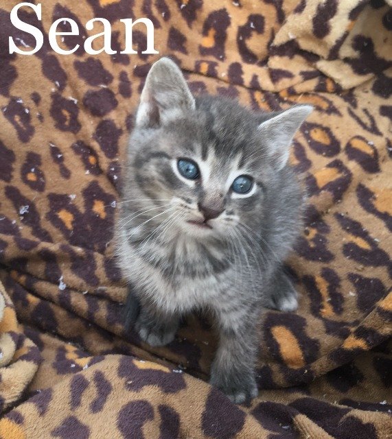 Sean Adopted July 2020