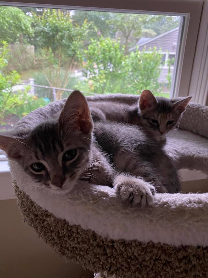 Meatball &amp; Nonna Adopted June 2020