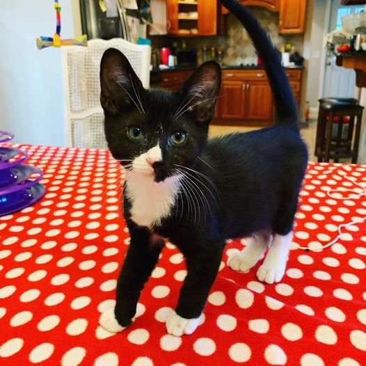 Domino Adopted October 2019