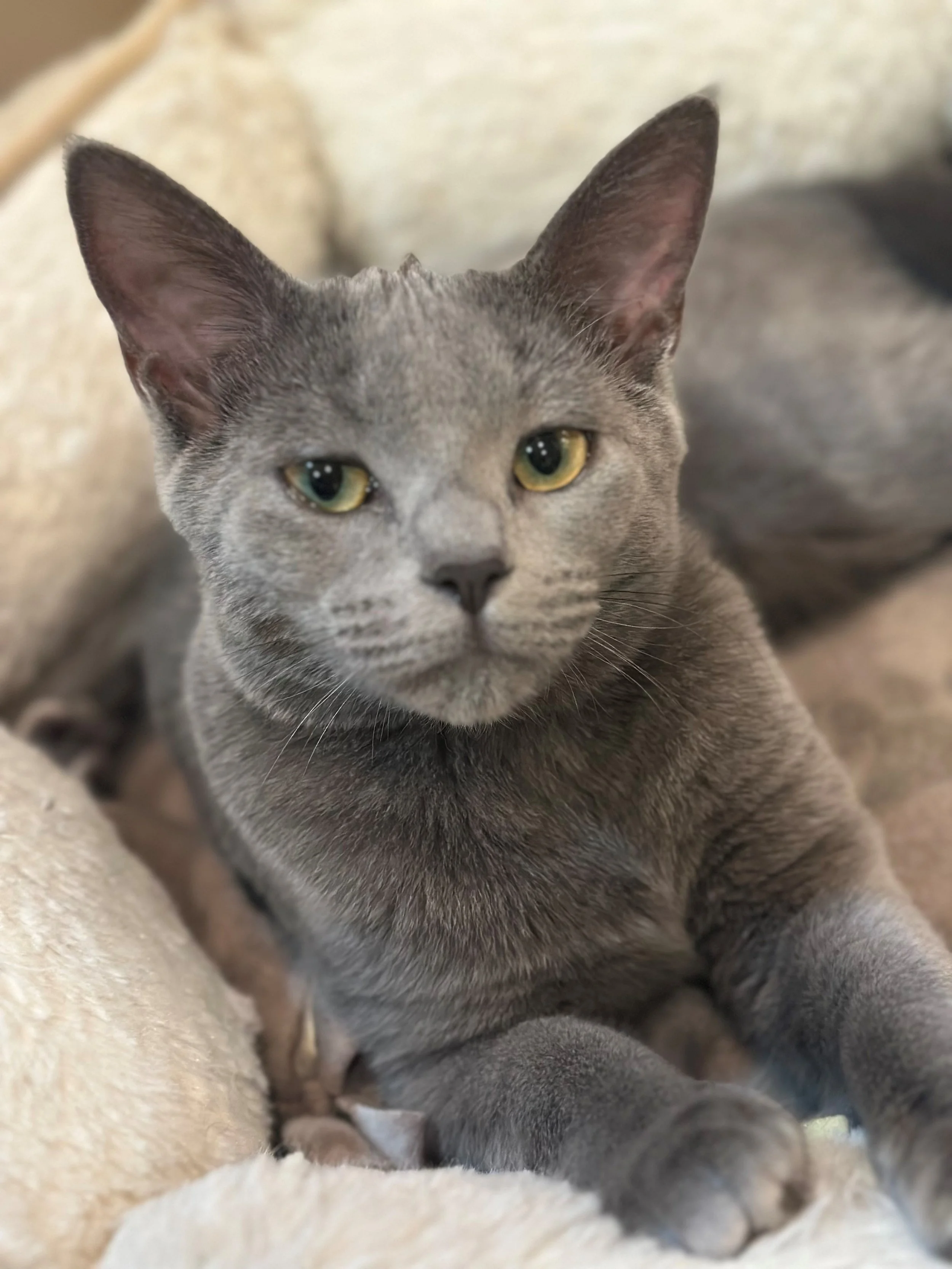 Lola (bonded to Hank)