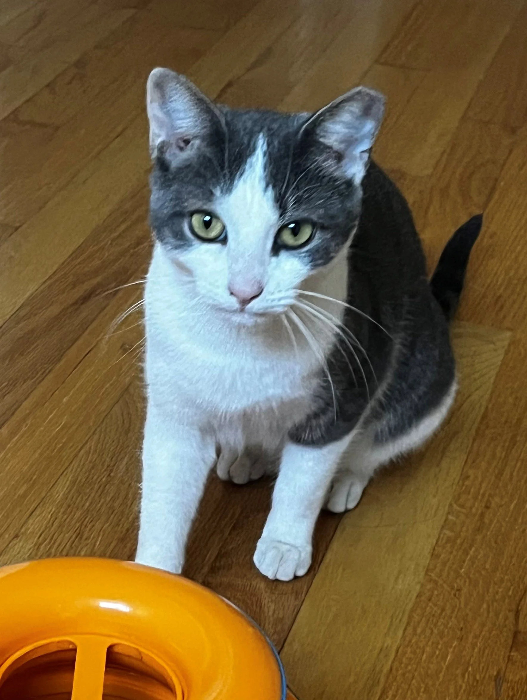 Gracie