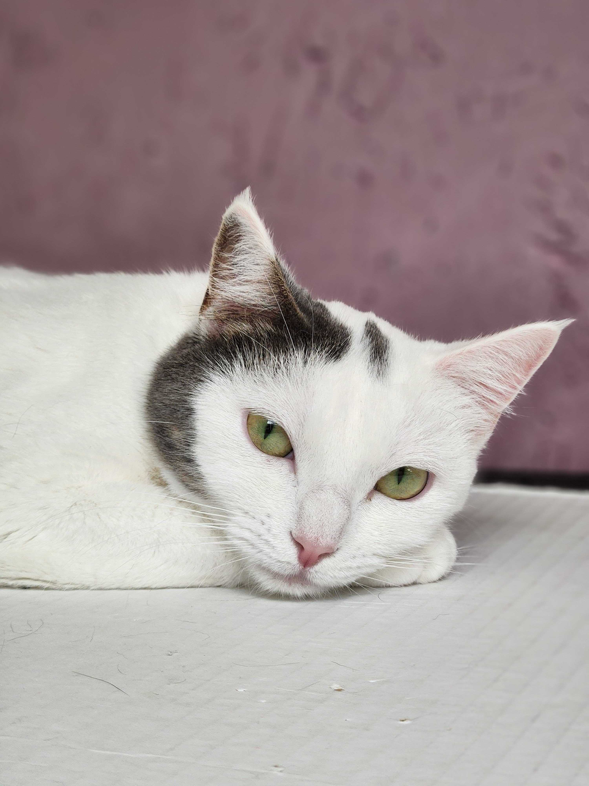 Brooklyn - Adopted December 2025