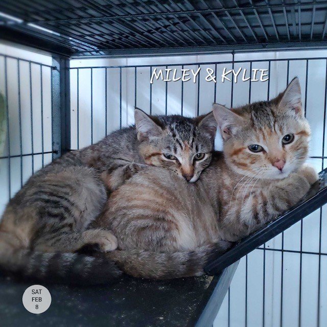 Miley &amp; Kylie