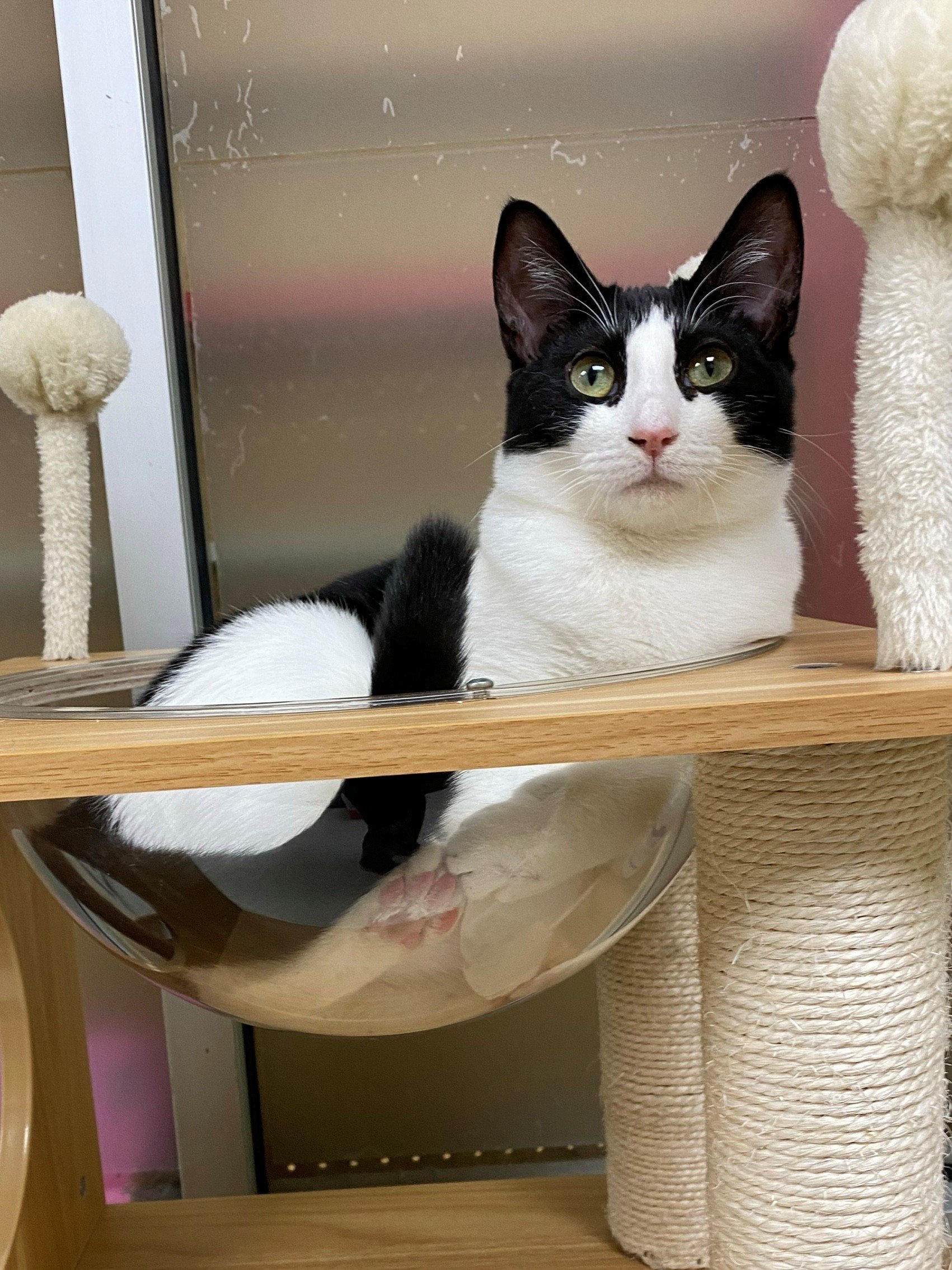 Amalfi (bonded to Milan)