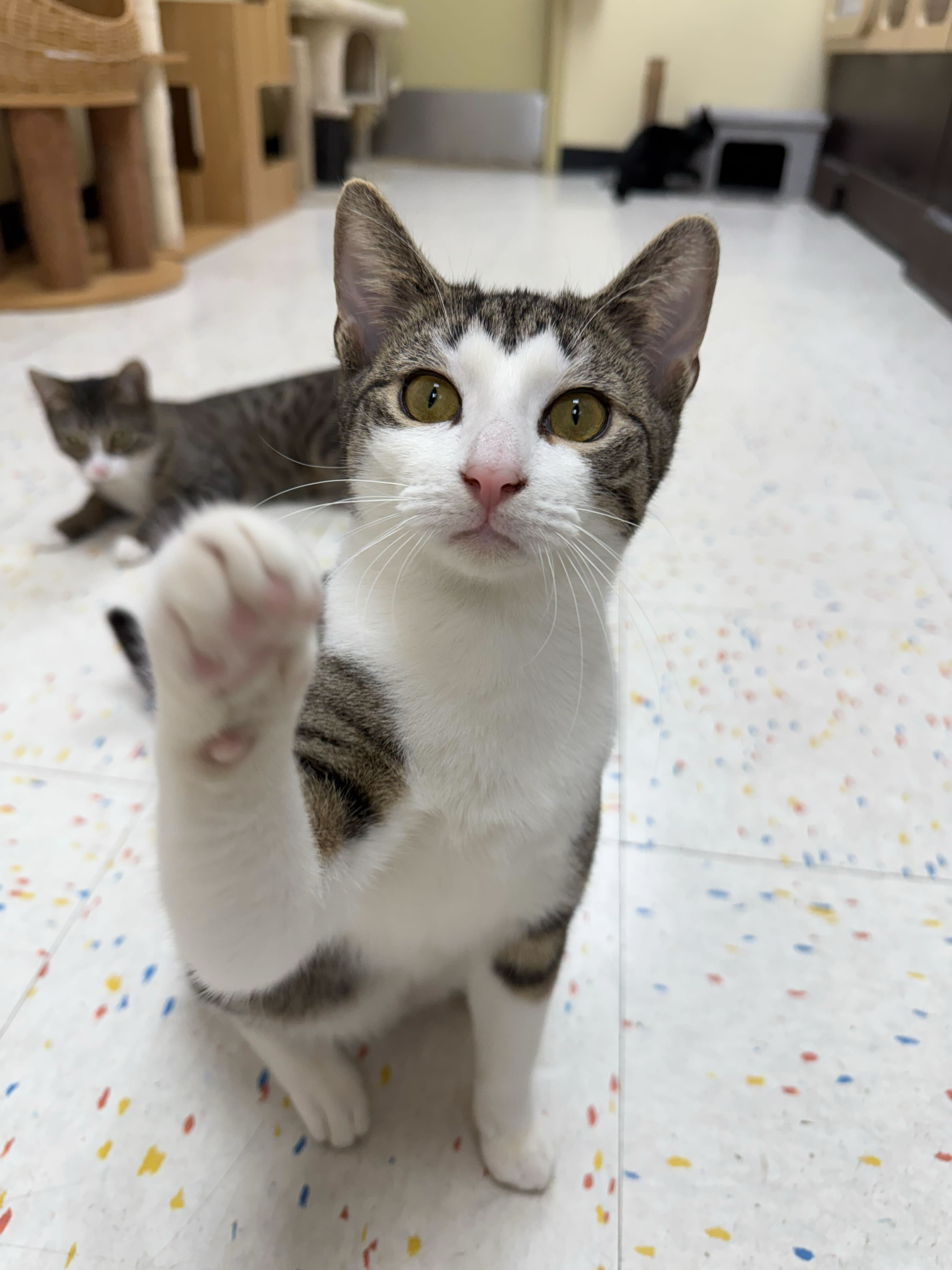 Milan (bonded to Amalfi)