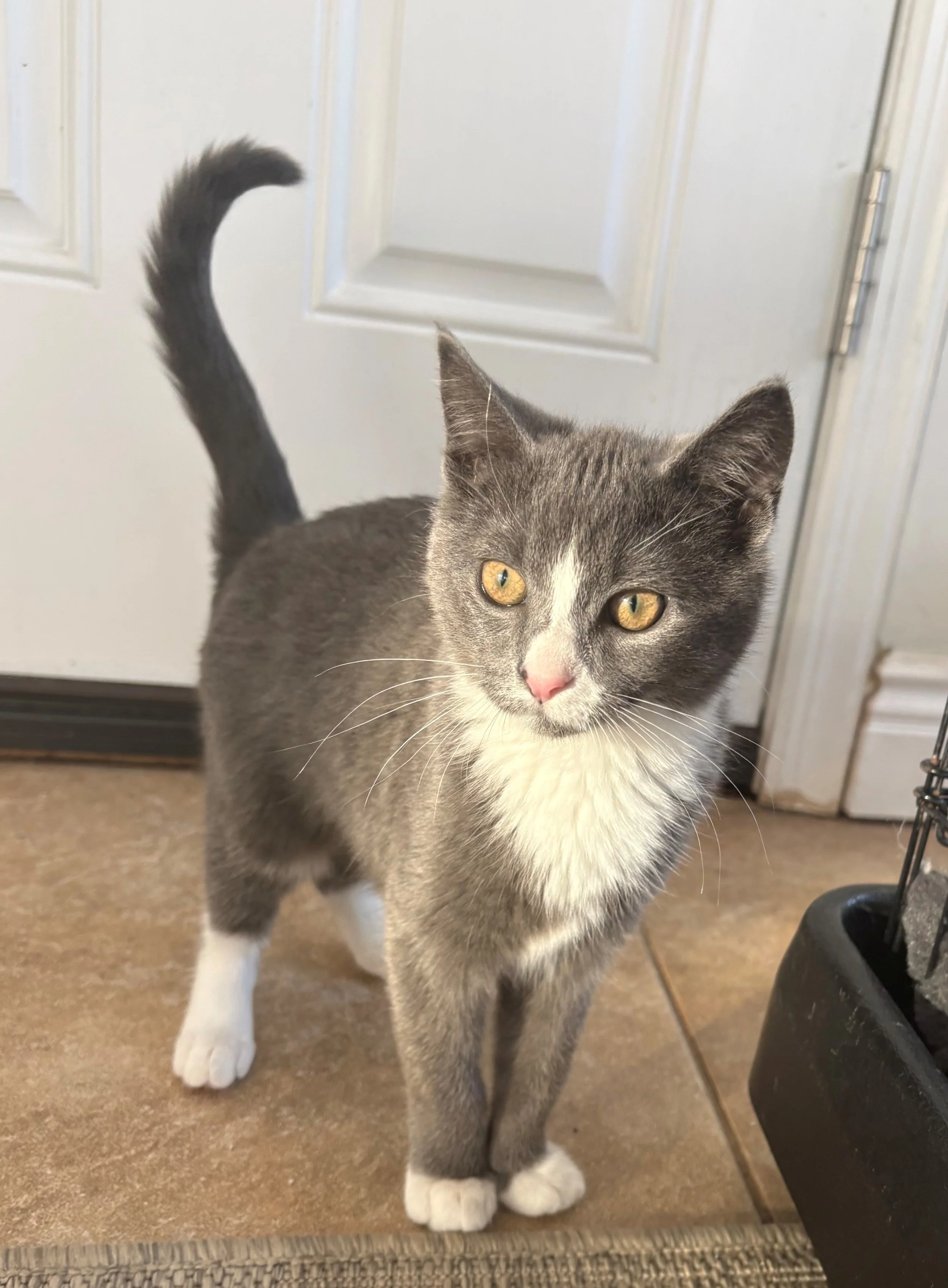 Cindy Lauper (bonded to Axl Rose)