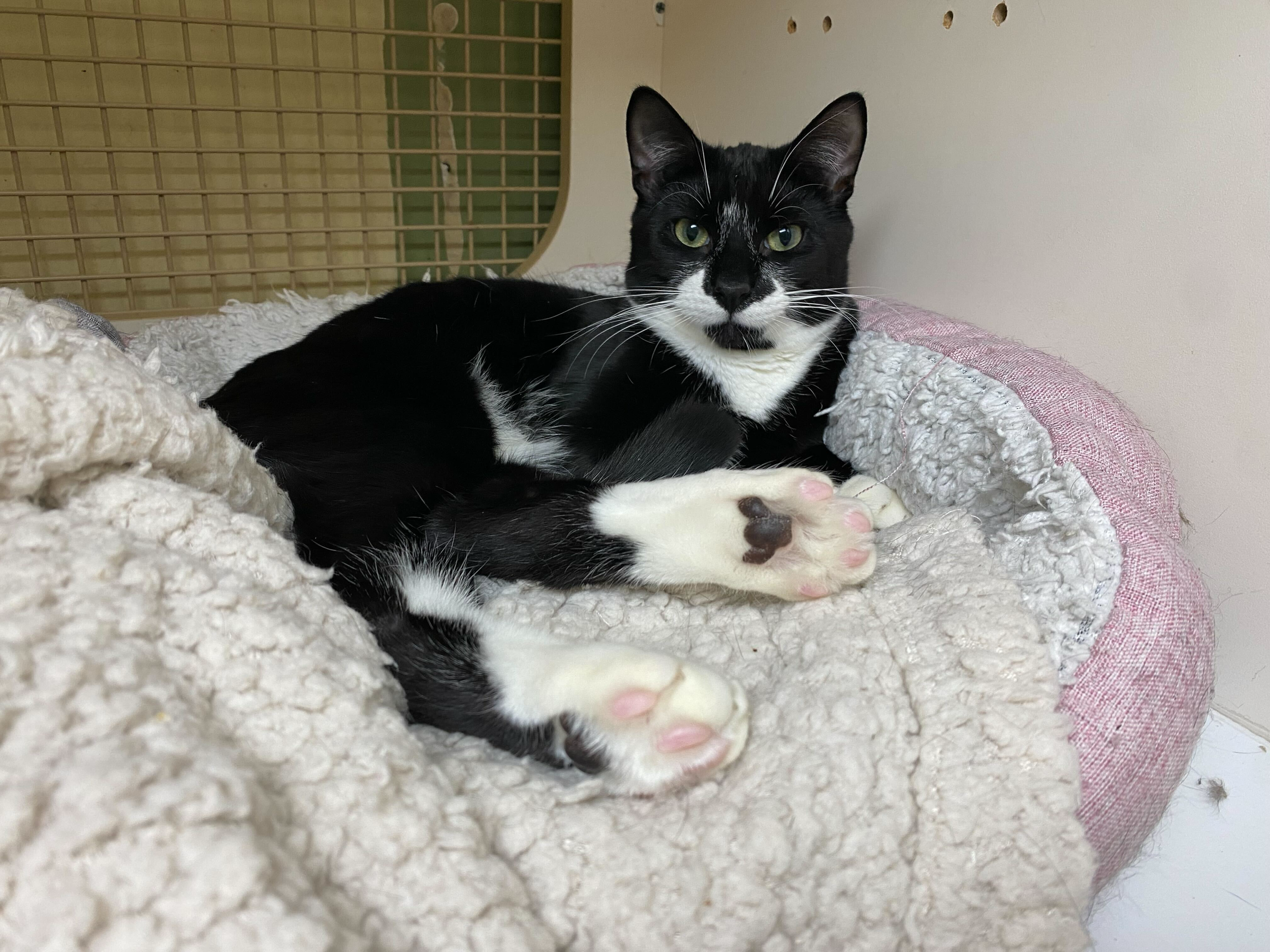 Phantom (bonded to Lena)