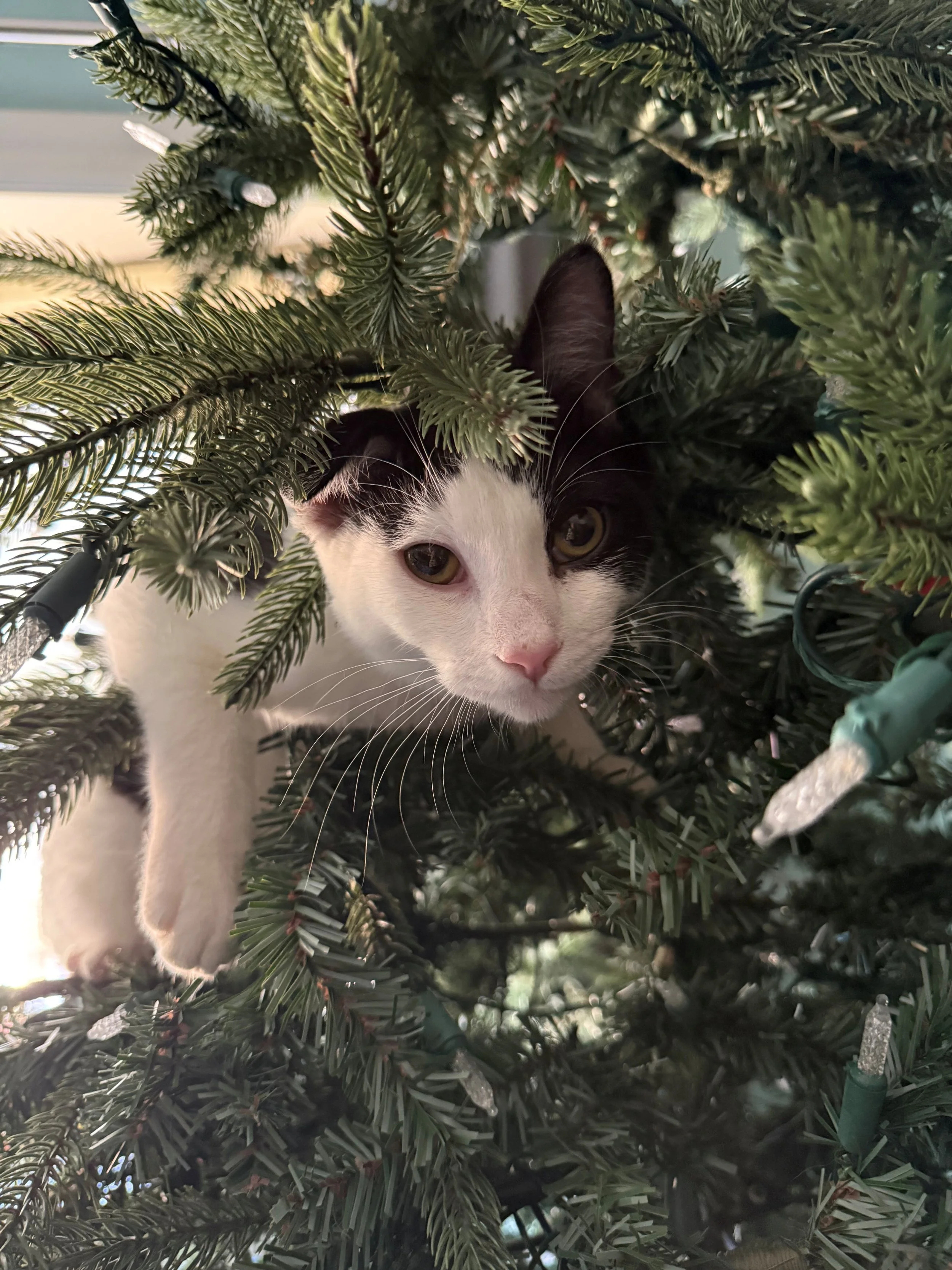 Philip (bonded to Jensen)