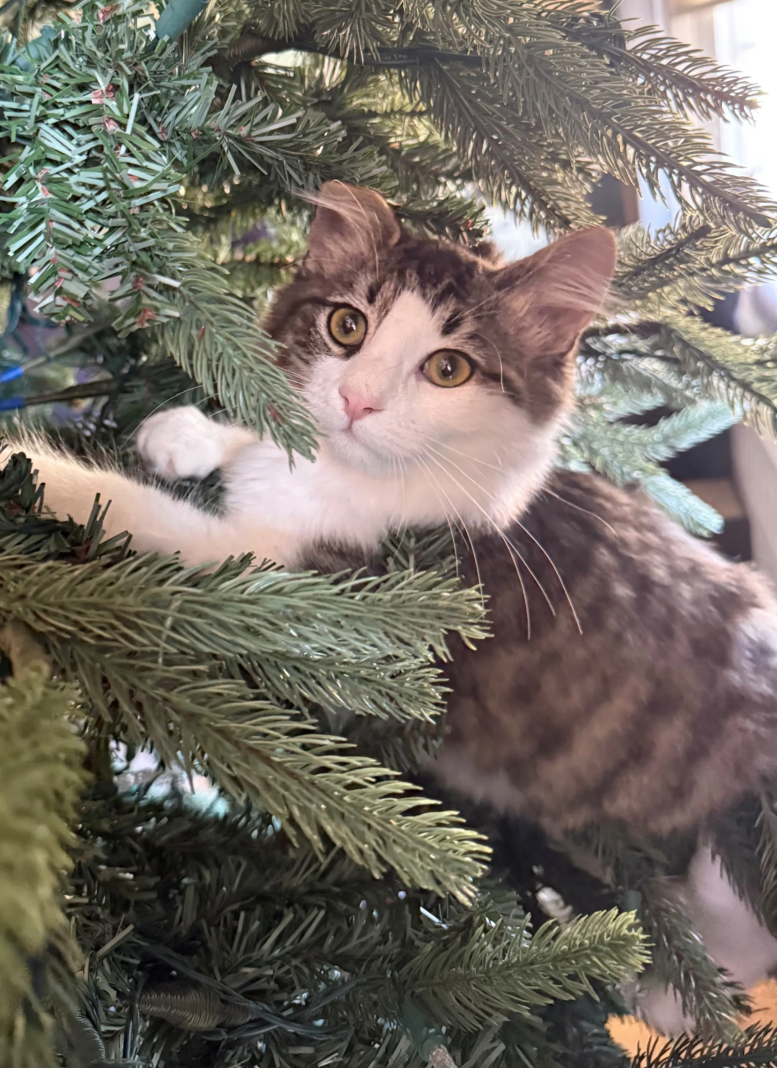 Jensen (bonded to Philip)