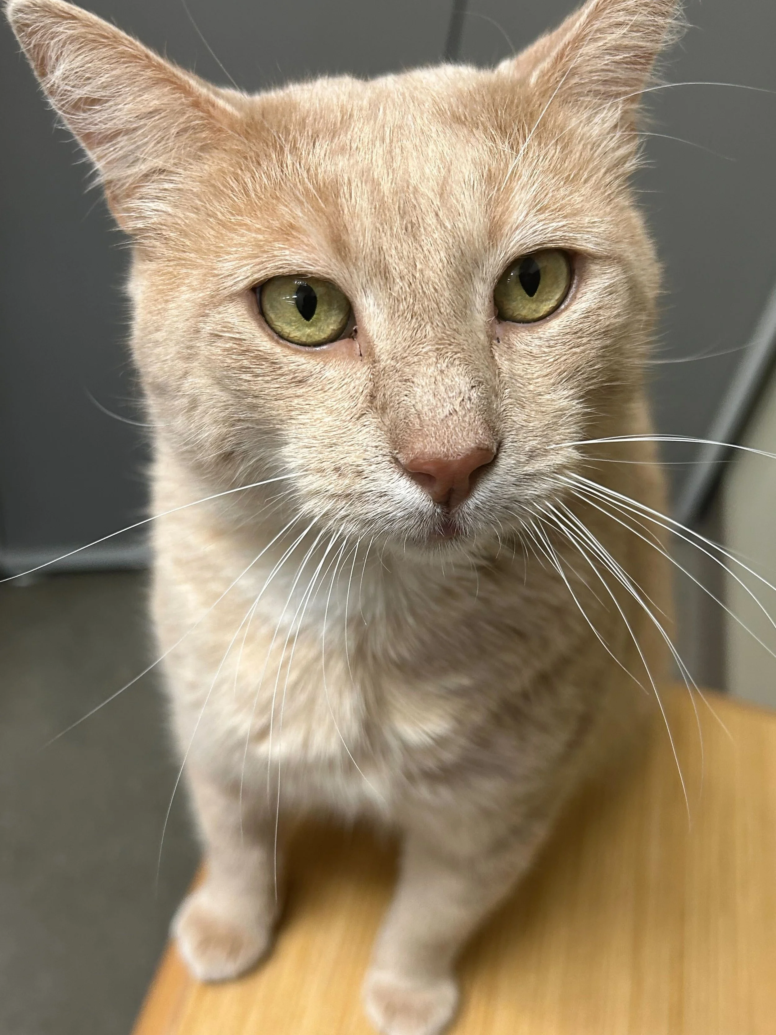 Bello - Adopted in January