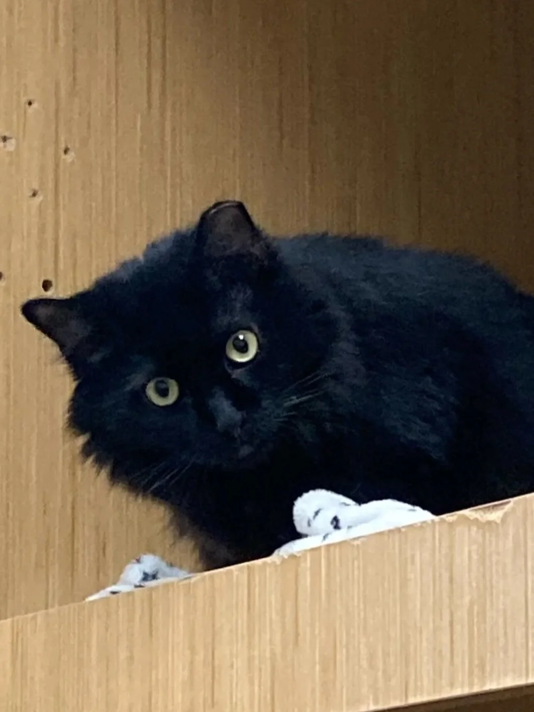 Louisa Adopted in December