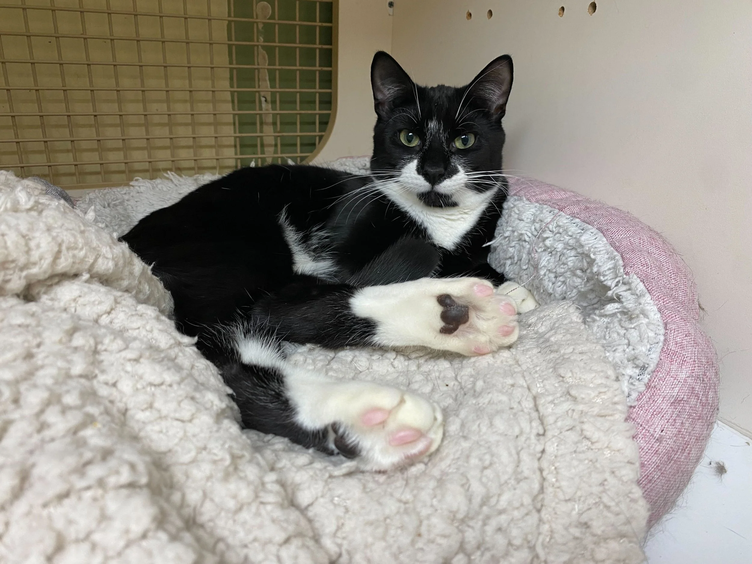 Sydney - Adopted in January 