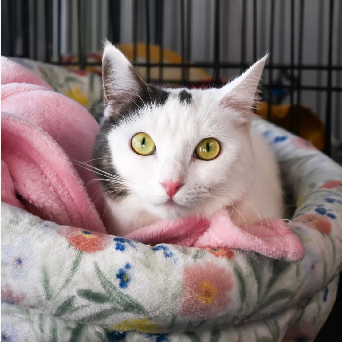 Brooklyn - Adopted in December