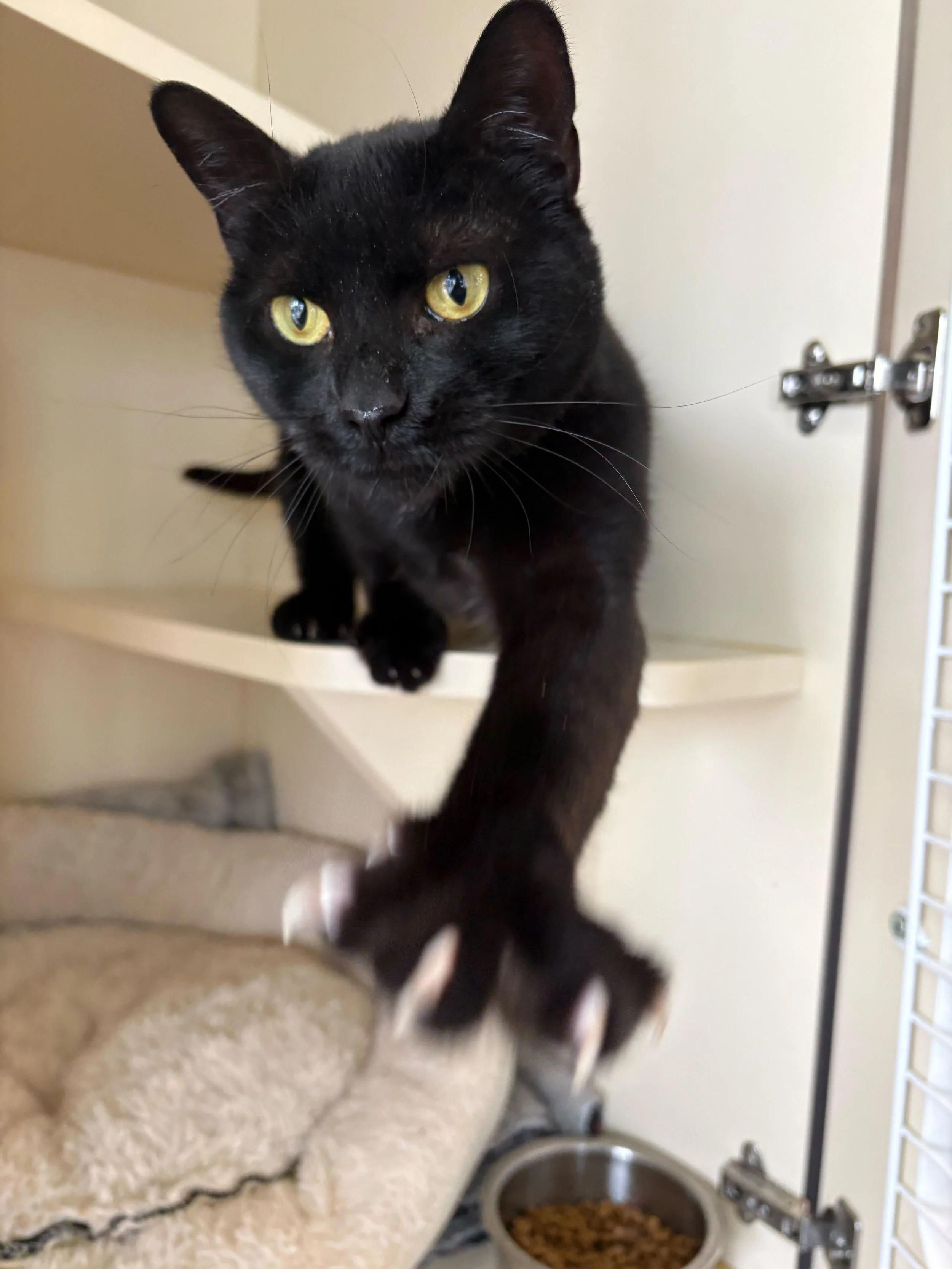 Paris - Adopted in January