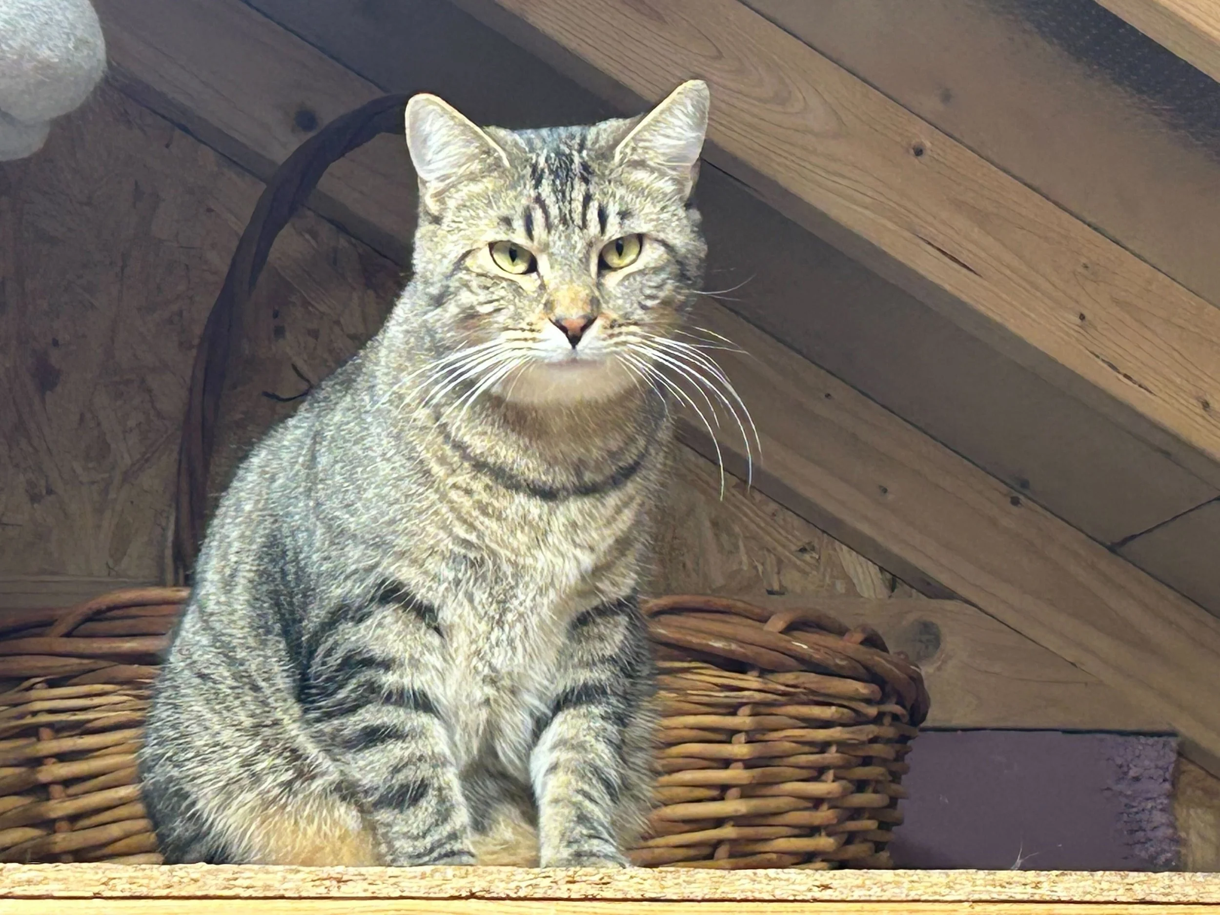 Gemini - Bonded with Prince Gumball