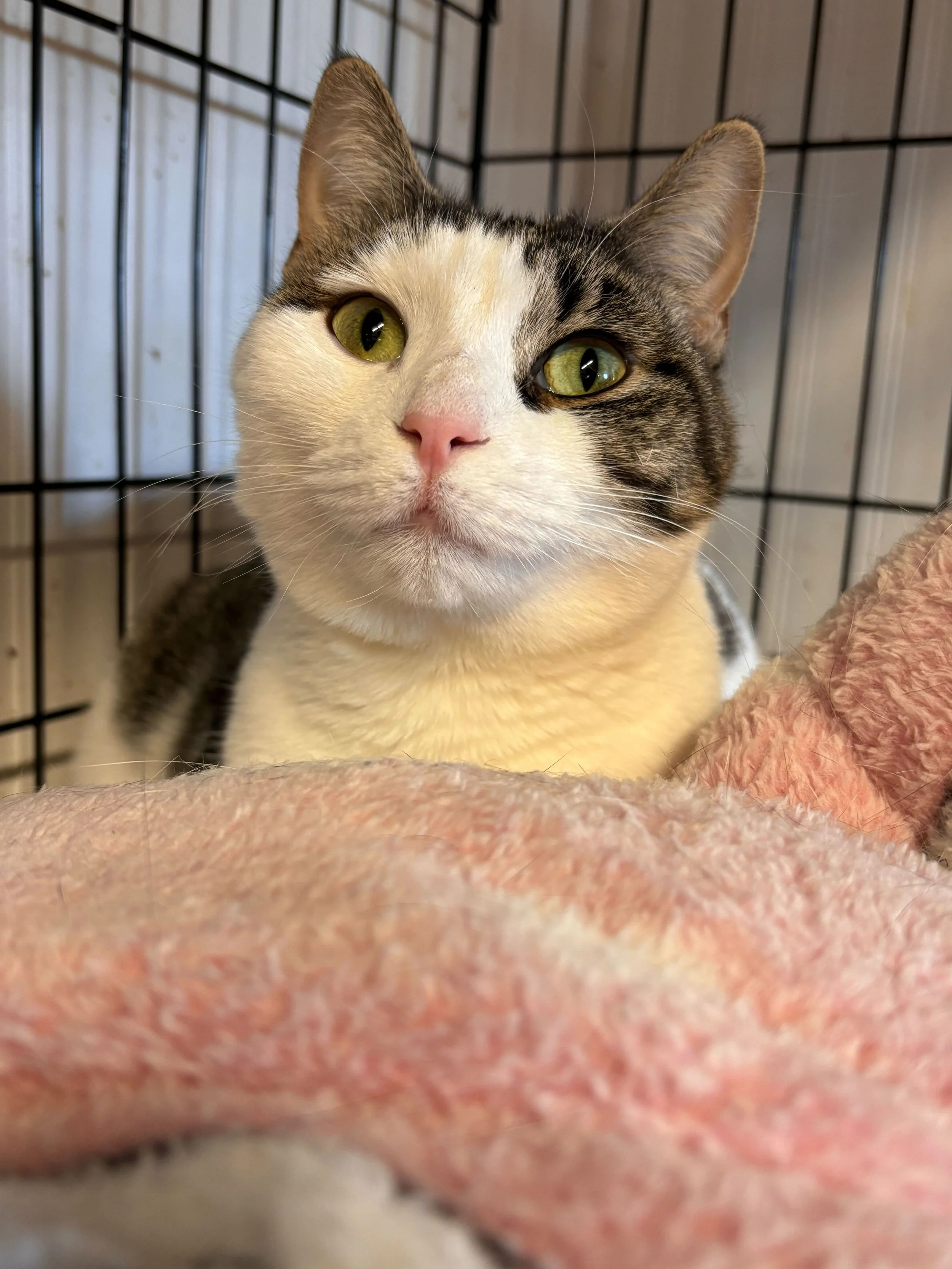 Prince Gumball - Bonded with Gemini