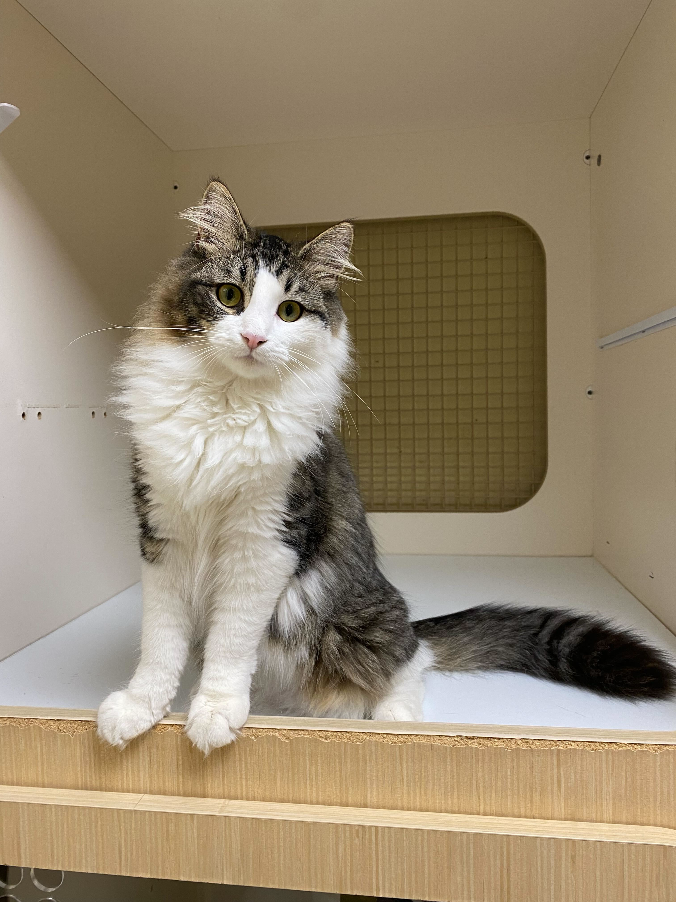 Jensen - Adoption Pending