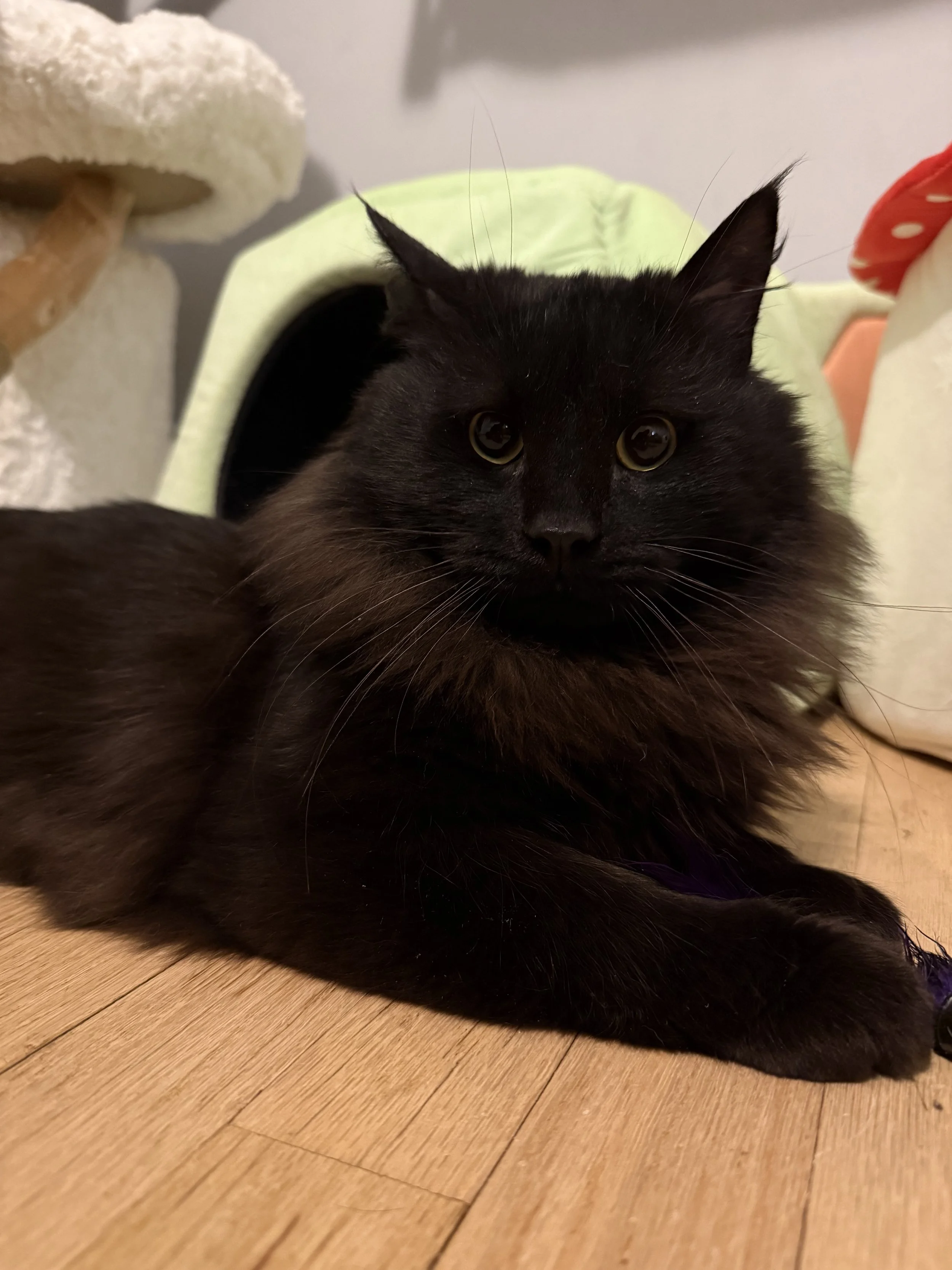 Jet
